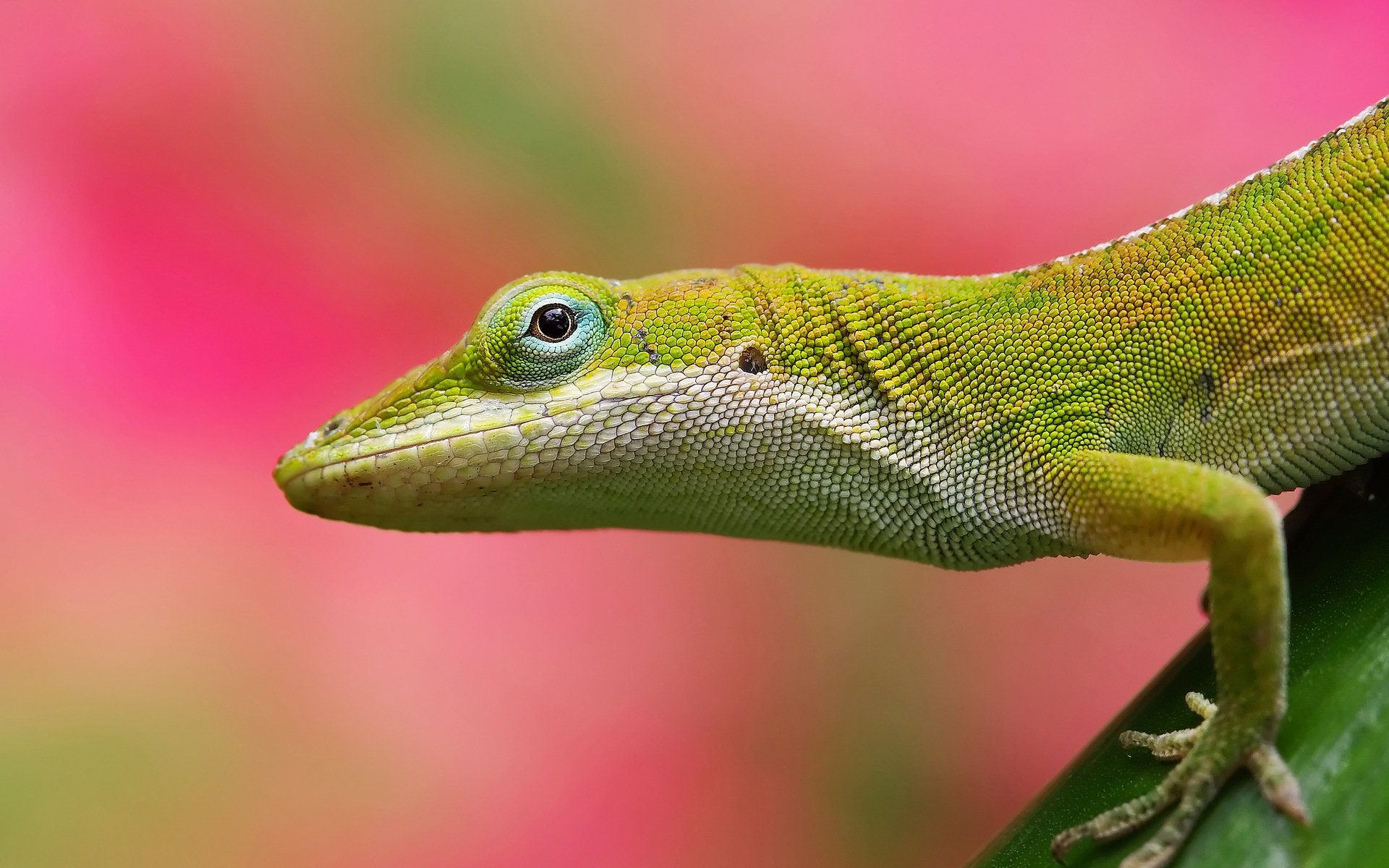 Green lizard on a green stem with pink background HD Wallpaper