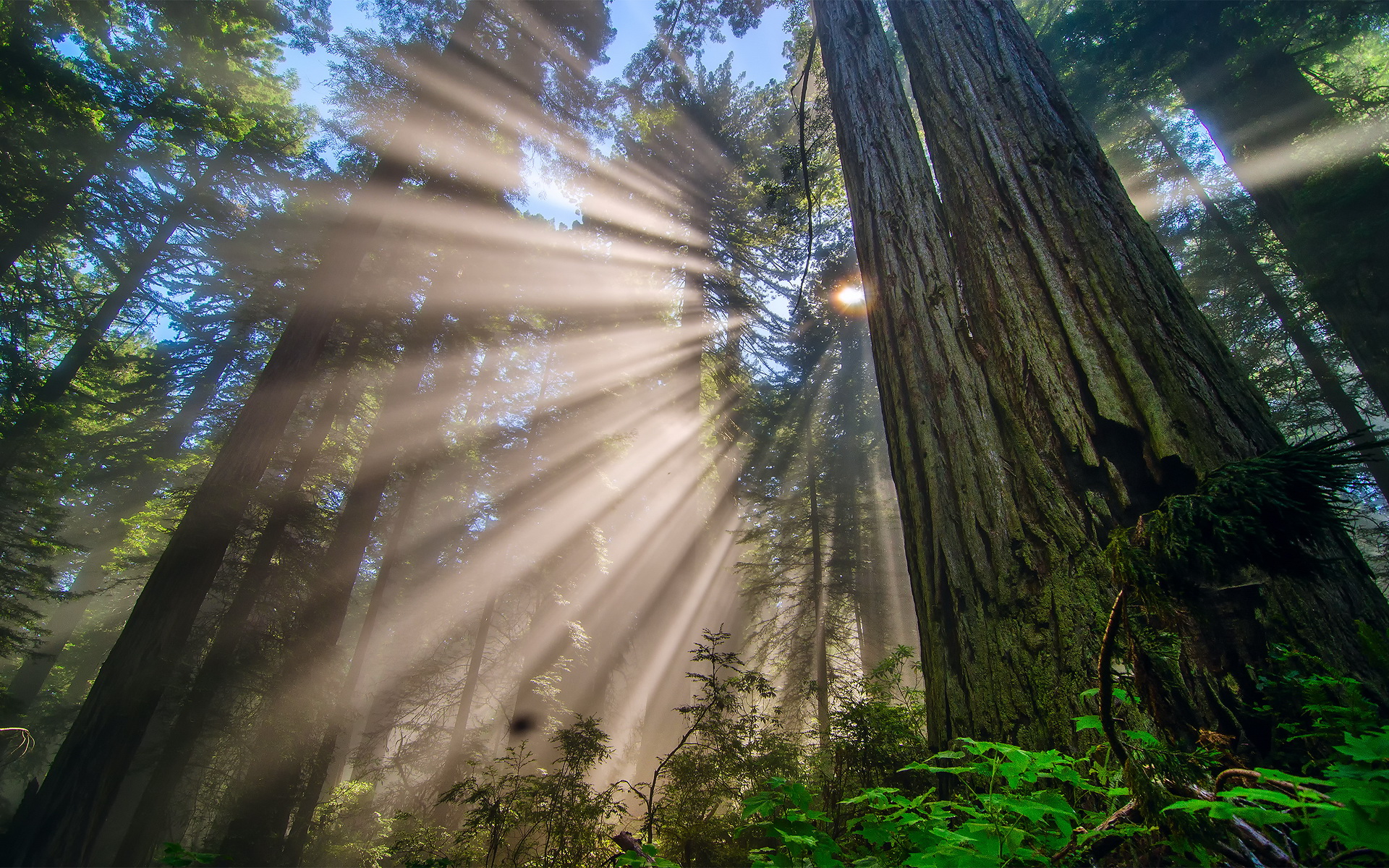 Sunbeams filtering through redwood trees HD Wallpaper