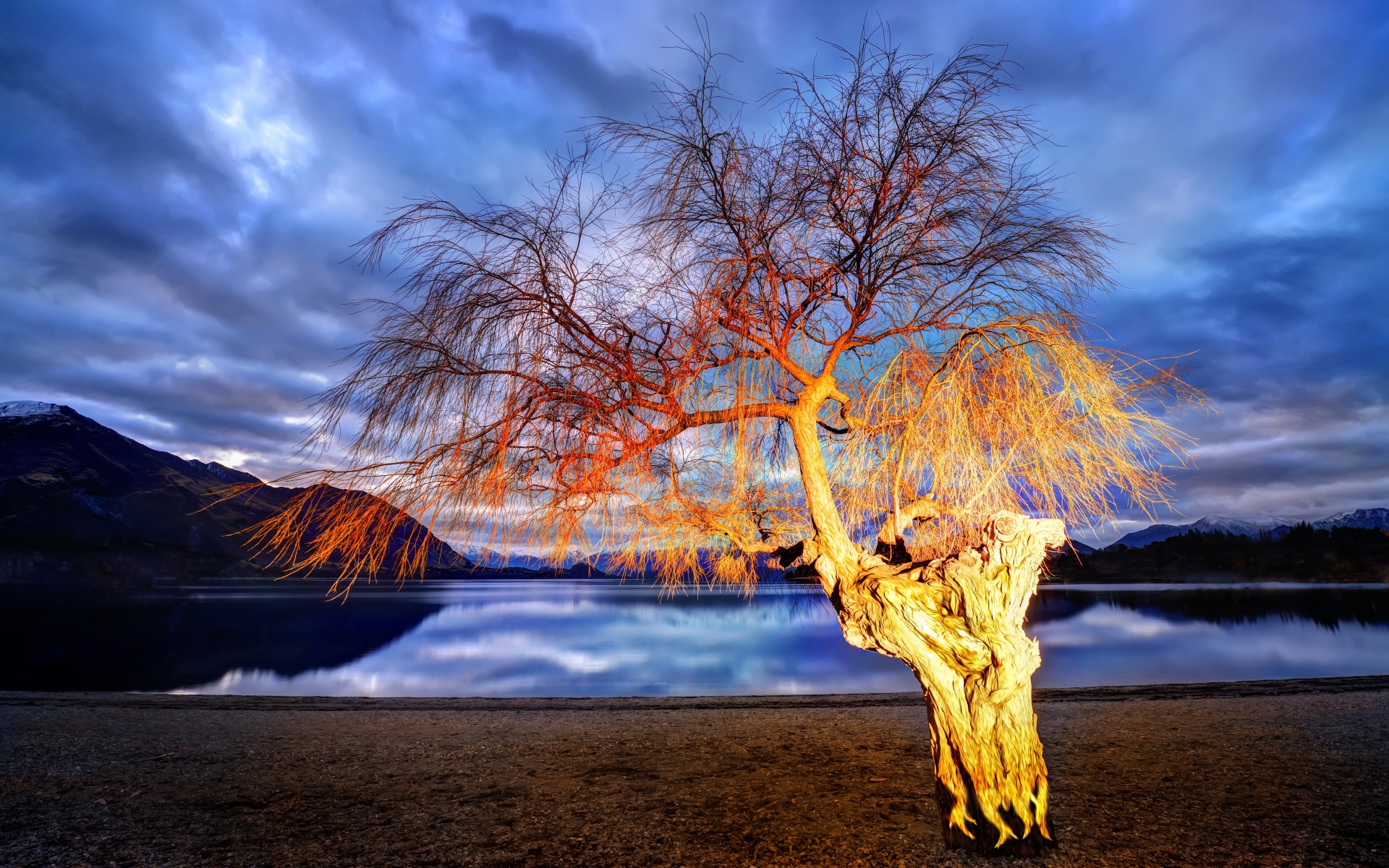 Bare tree by a lake at sunset HD Wallpaper