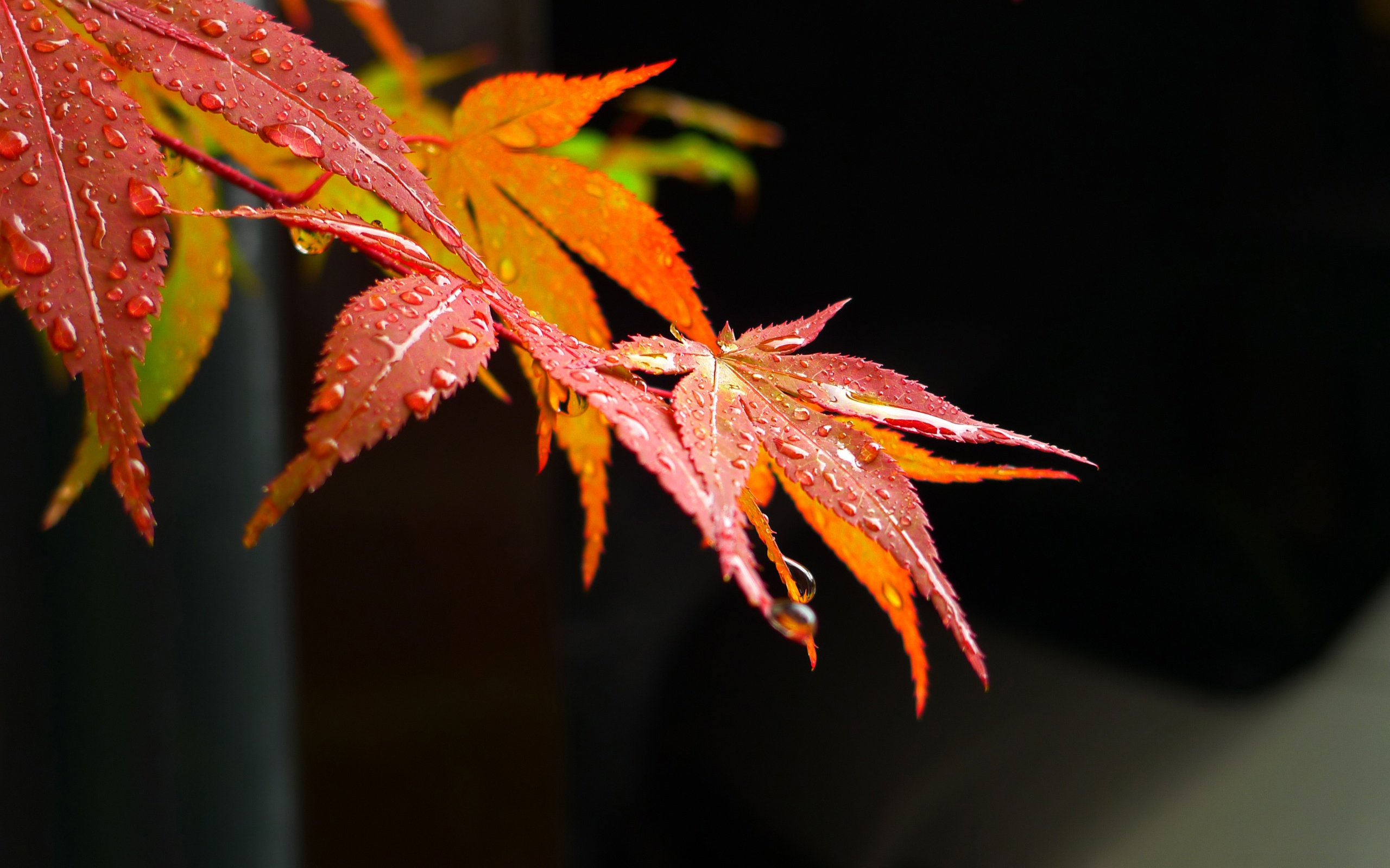 Red and orange maple leaves with water droplets HD Wallpaper