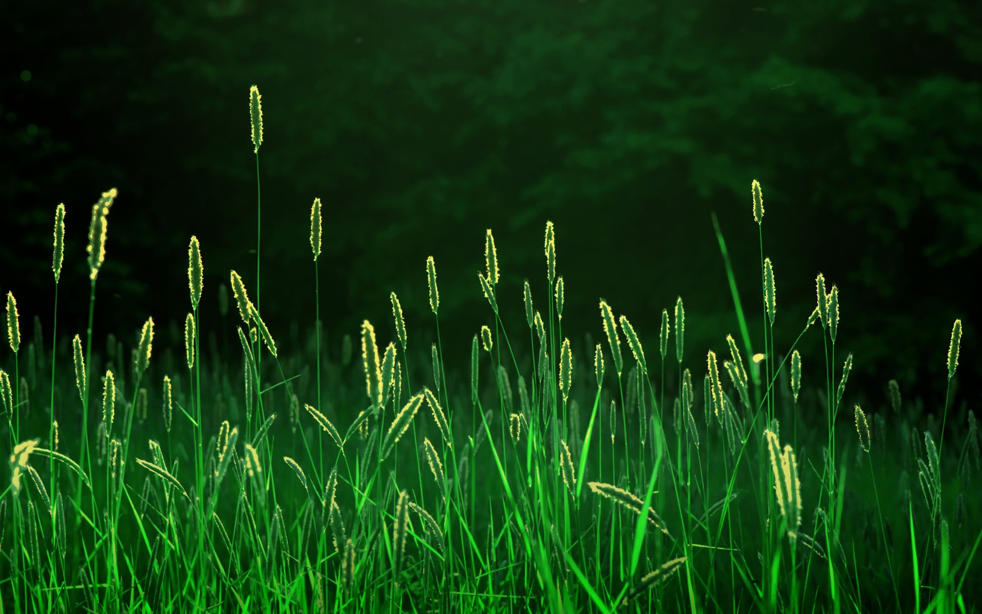 Wheat stalks in a dark forest HD Wallpaper