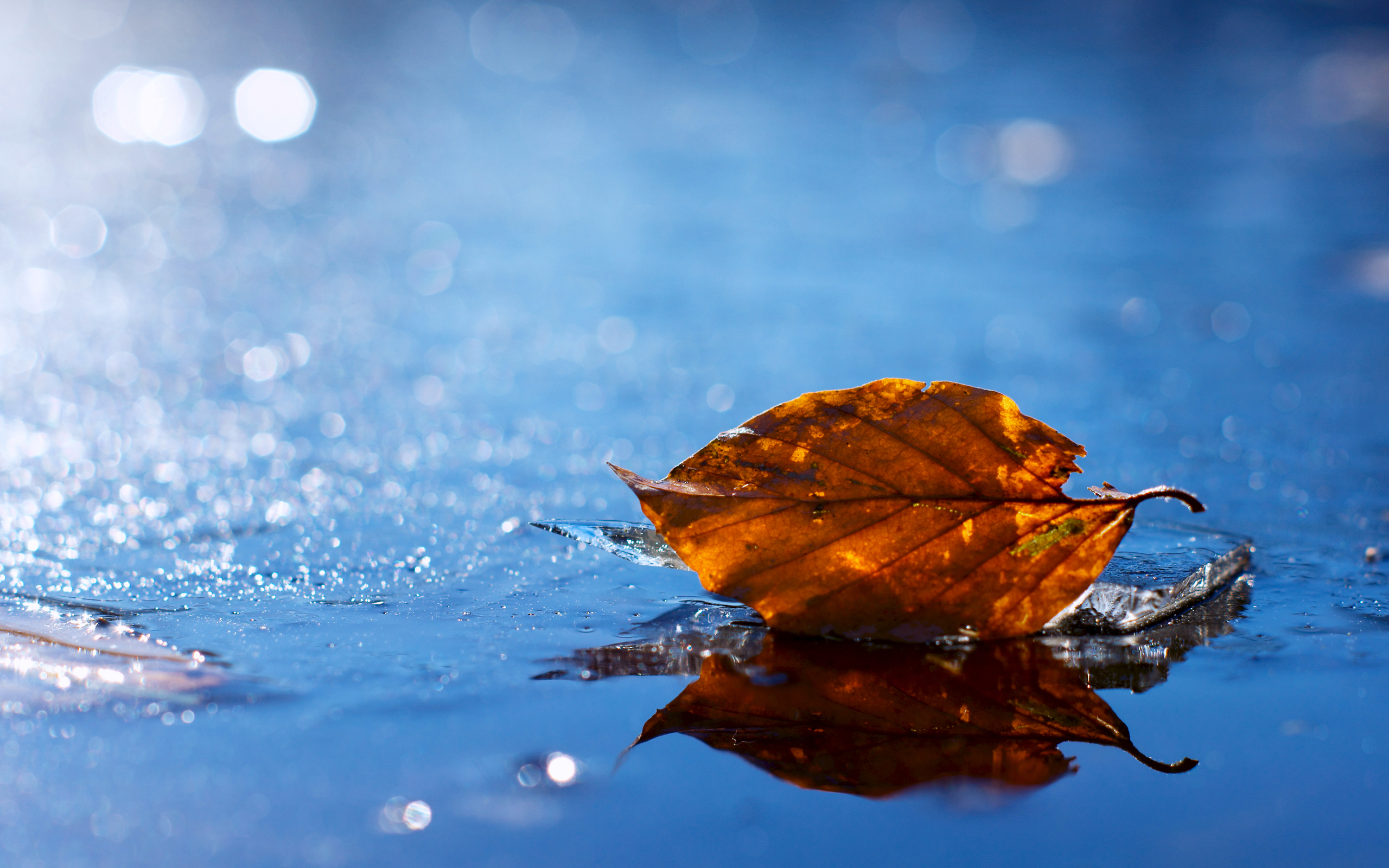 Brown leaf on ice with reflection HD Wallpaper