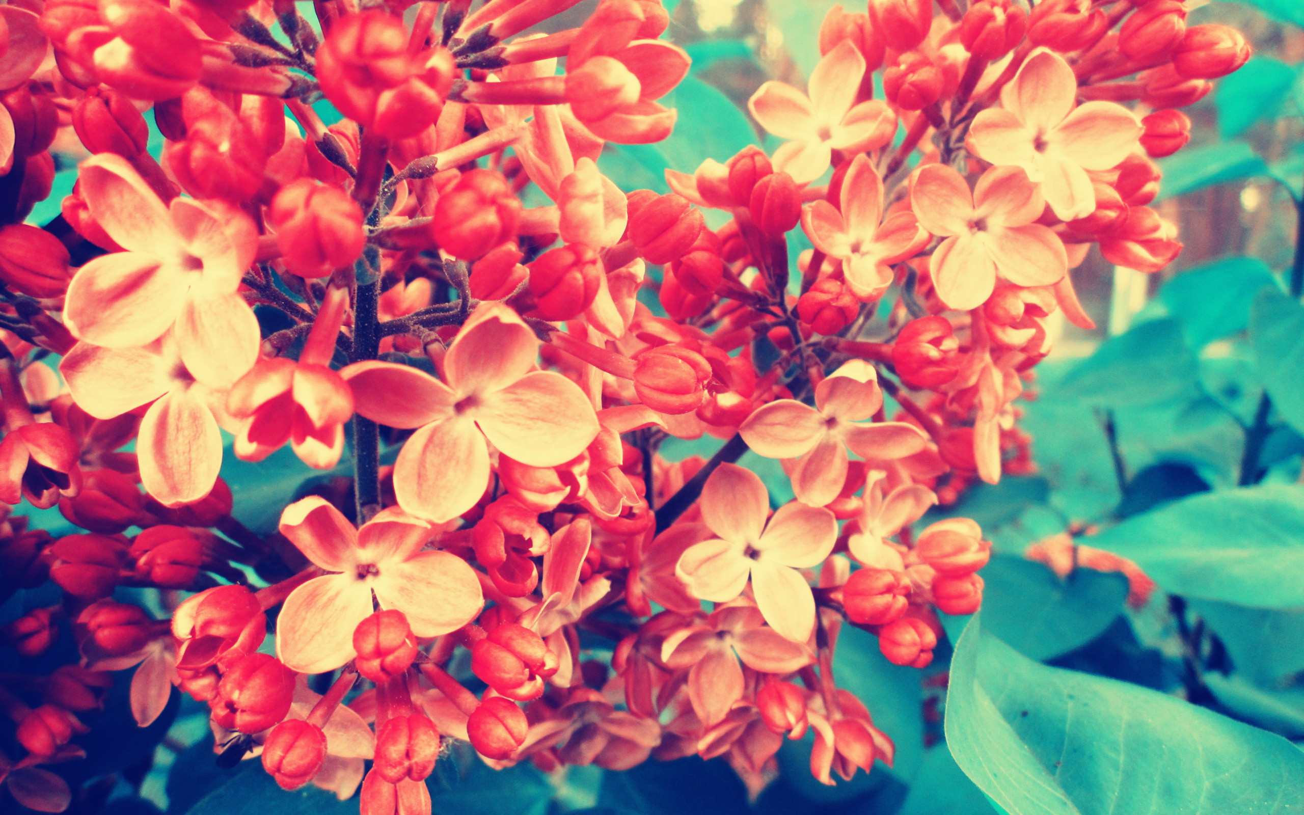 Close-up of orange and pink lilac flowers HD Wallpaper