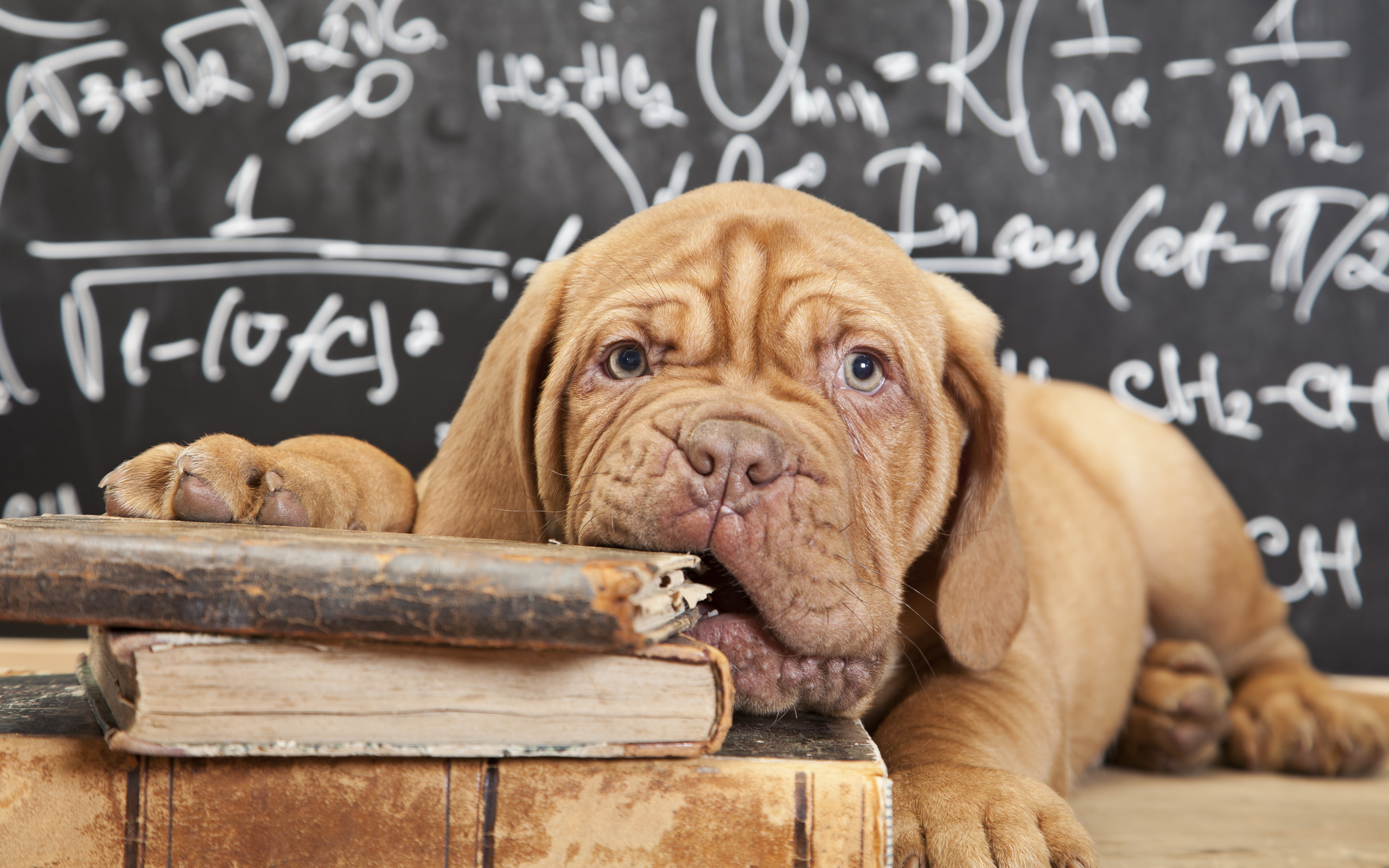 Dogue de Bordeaux puppy chewing on books HD Wallpaper