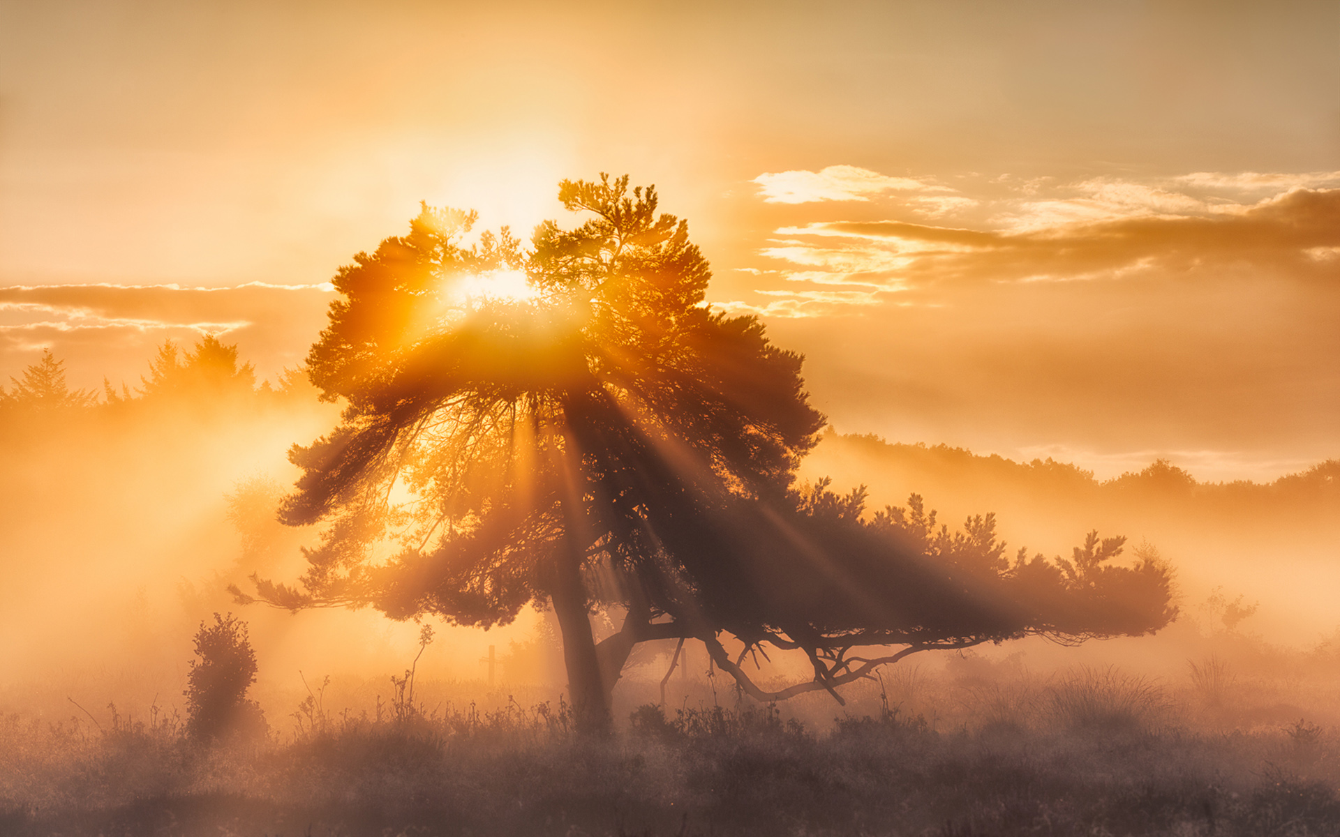 Sunset sunbeams through a tree in a misty forest HD Wallpaper