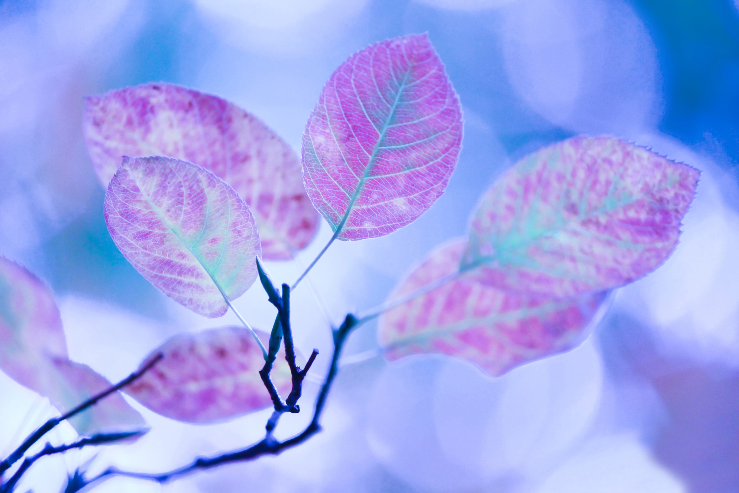 Purple and green leaves on a branch HD Wallpaper