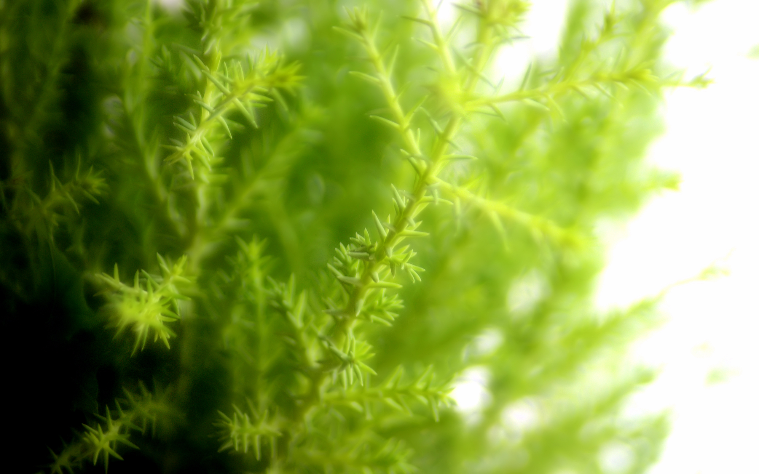 Close-up of green plant branches HD Wallpaper