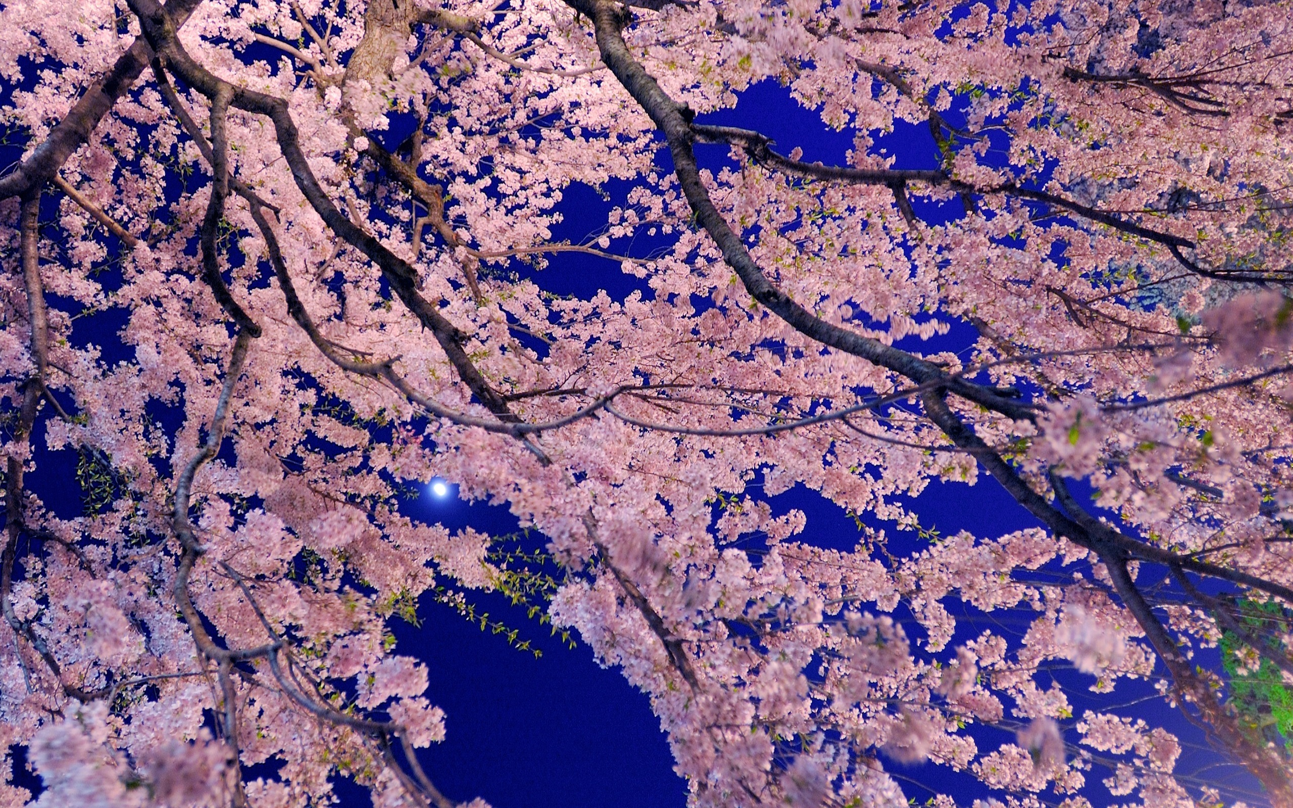 Cherry blossoms against a dark blue night sky HD Wallpaper