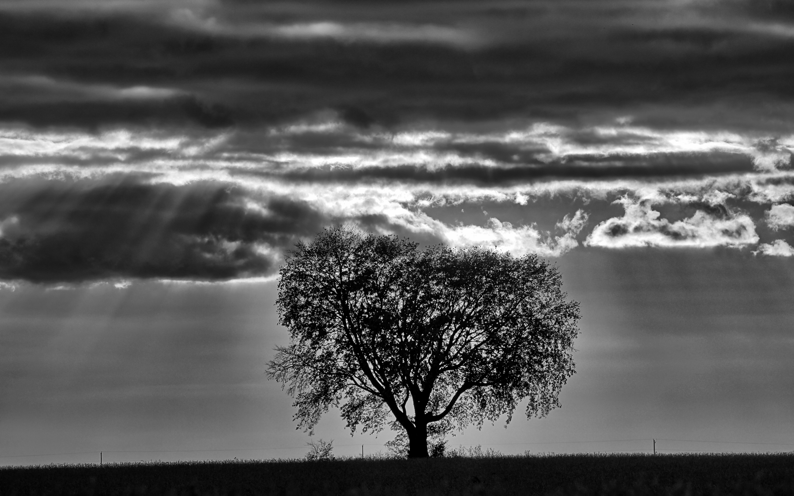 Silhouette of a tree against a dramatic sky HD Wallpaper