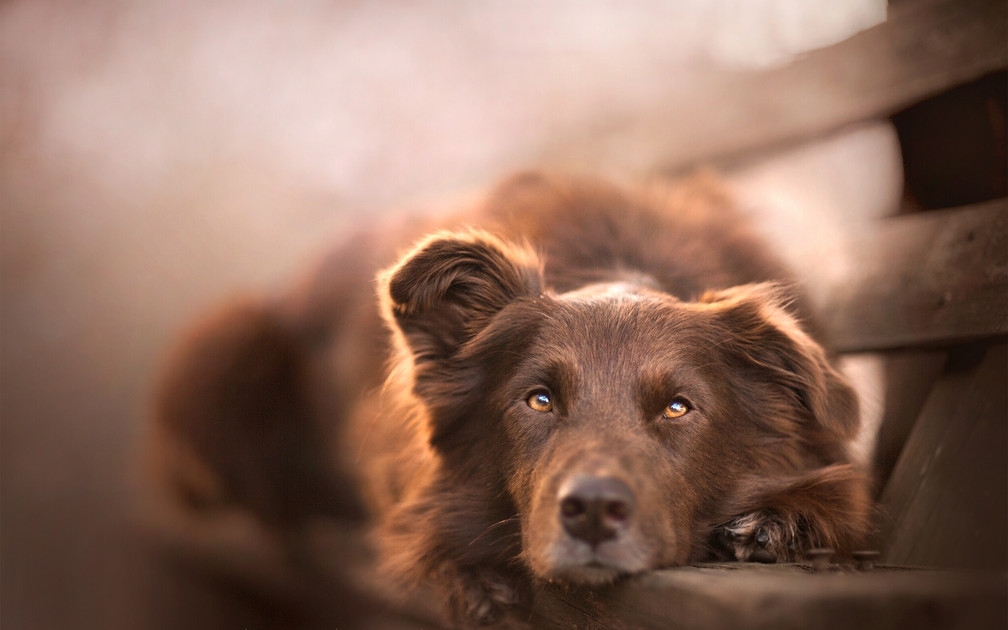 Brown dog resting on a wooden bench HD Wallpaper