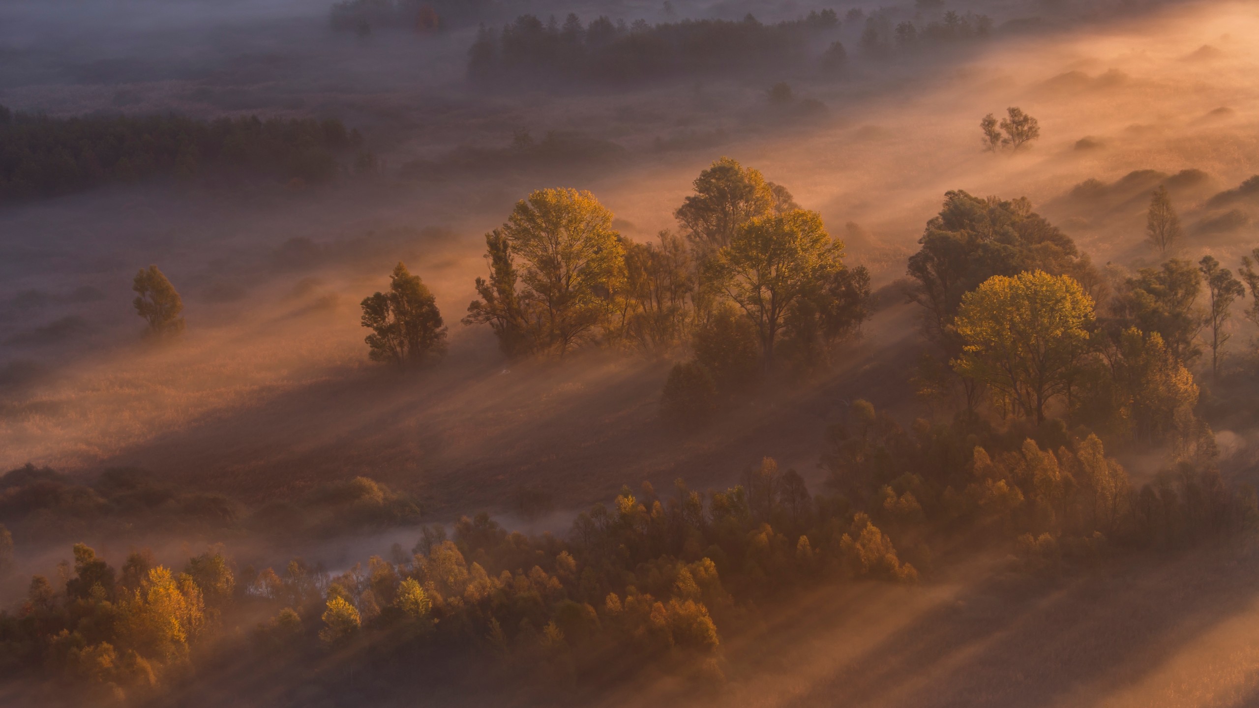 Misty forest with sunbeams at sunrise HD Wallpaper