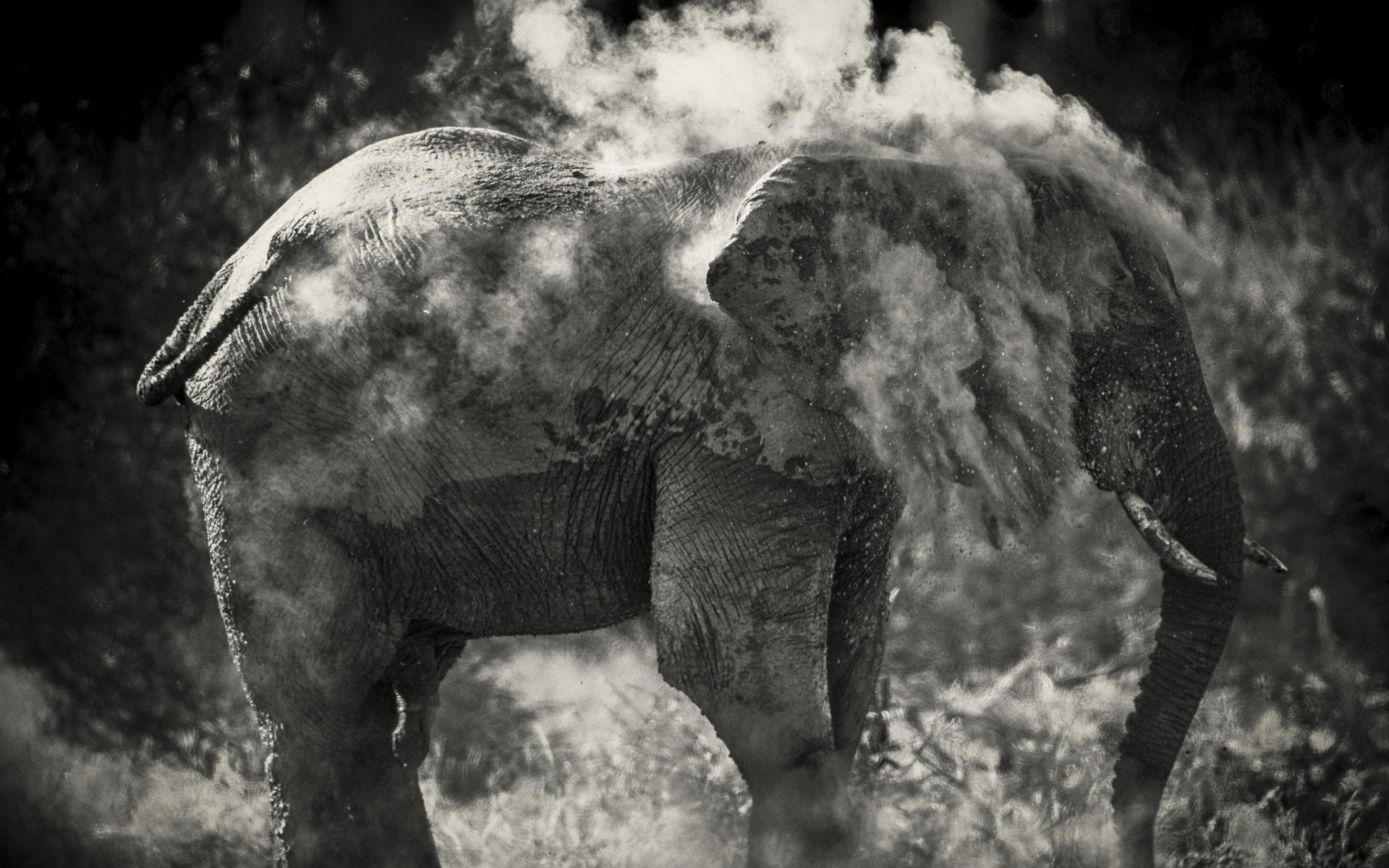 Elephant covered in dust HD Wallpaper