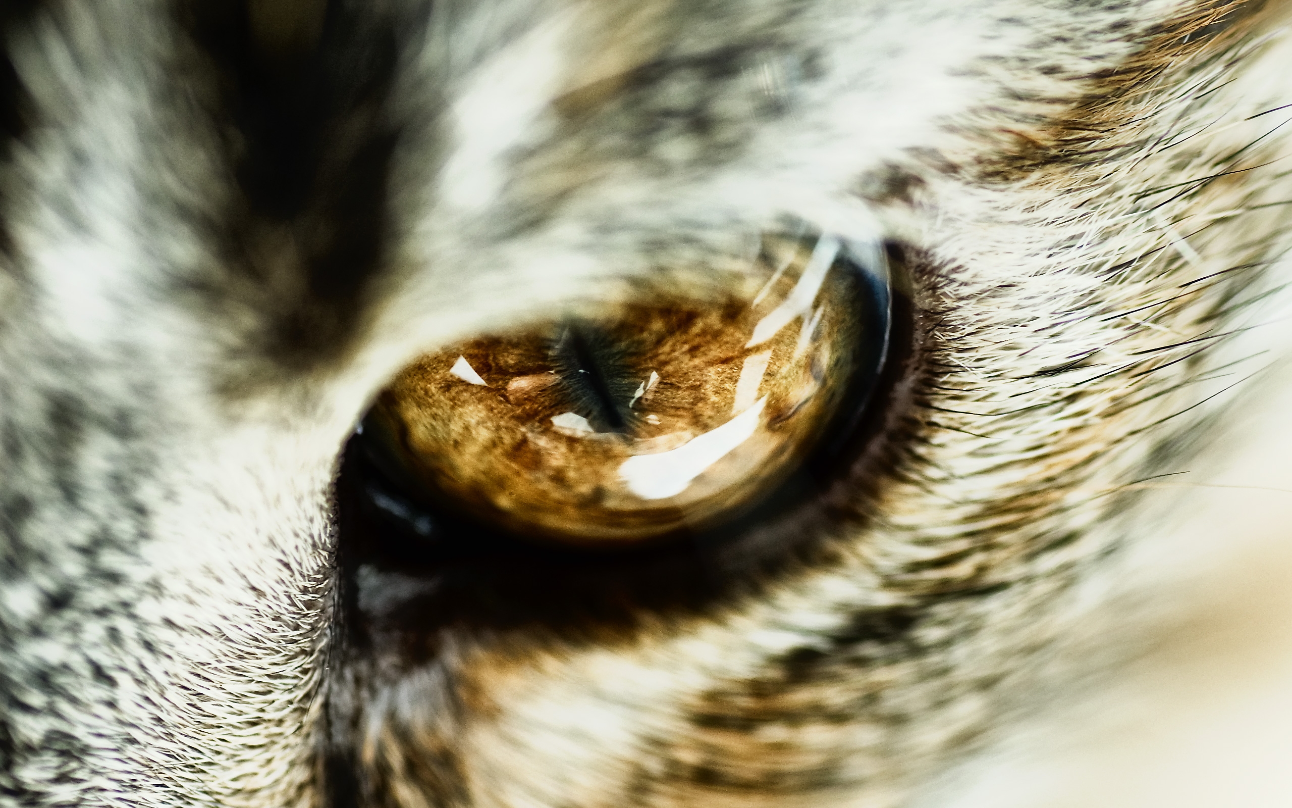 Close-up of a cat's eye HD Wallpaper