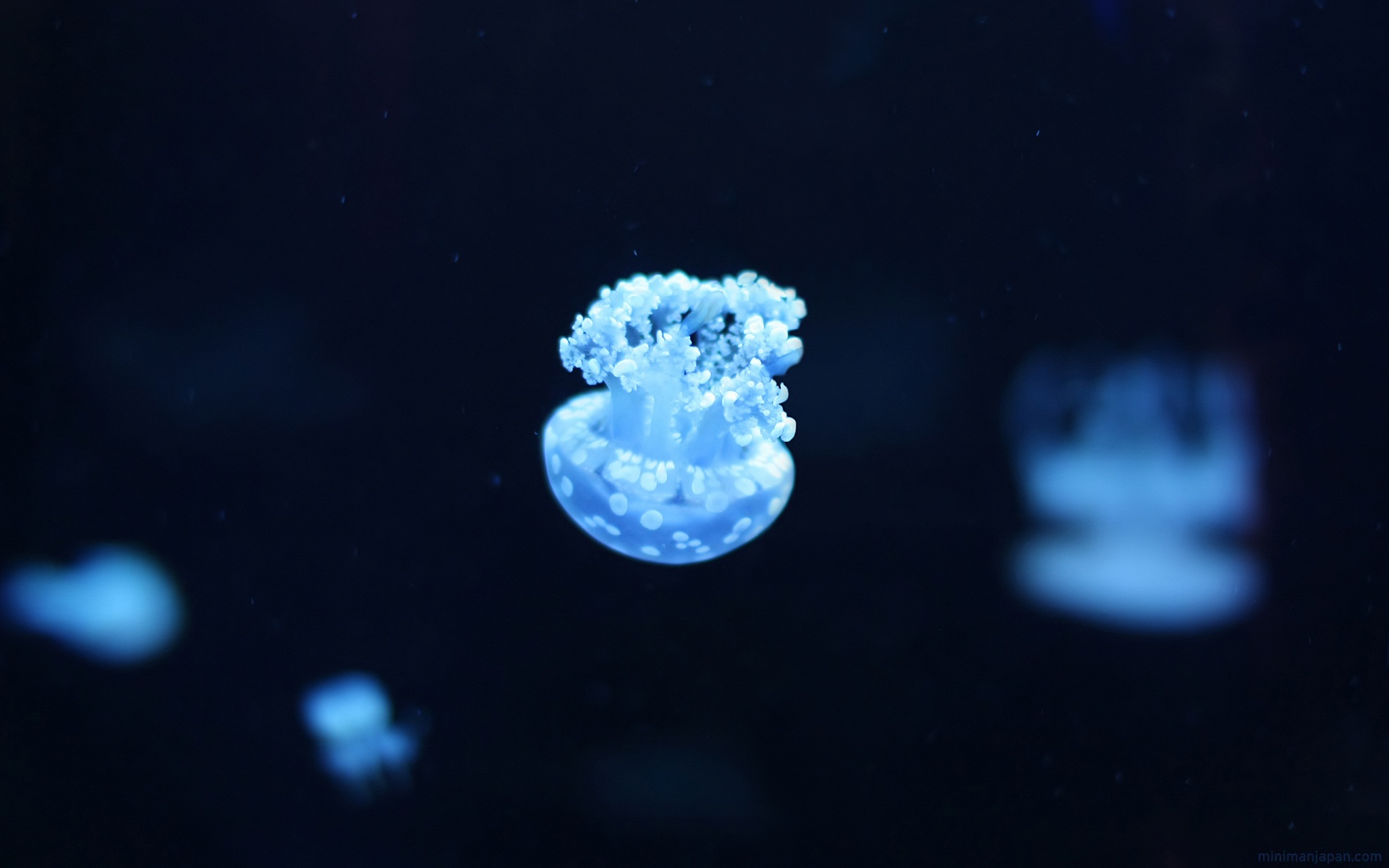Blue spotted jellyfish in dark water HD Wallpaper