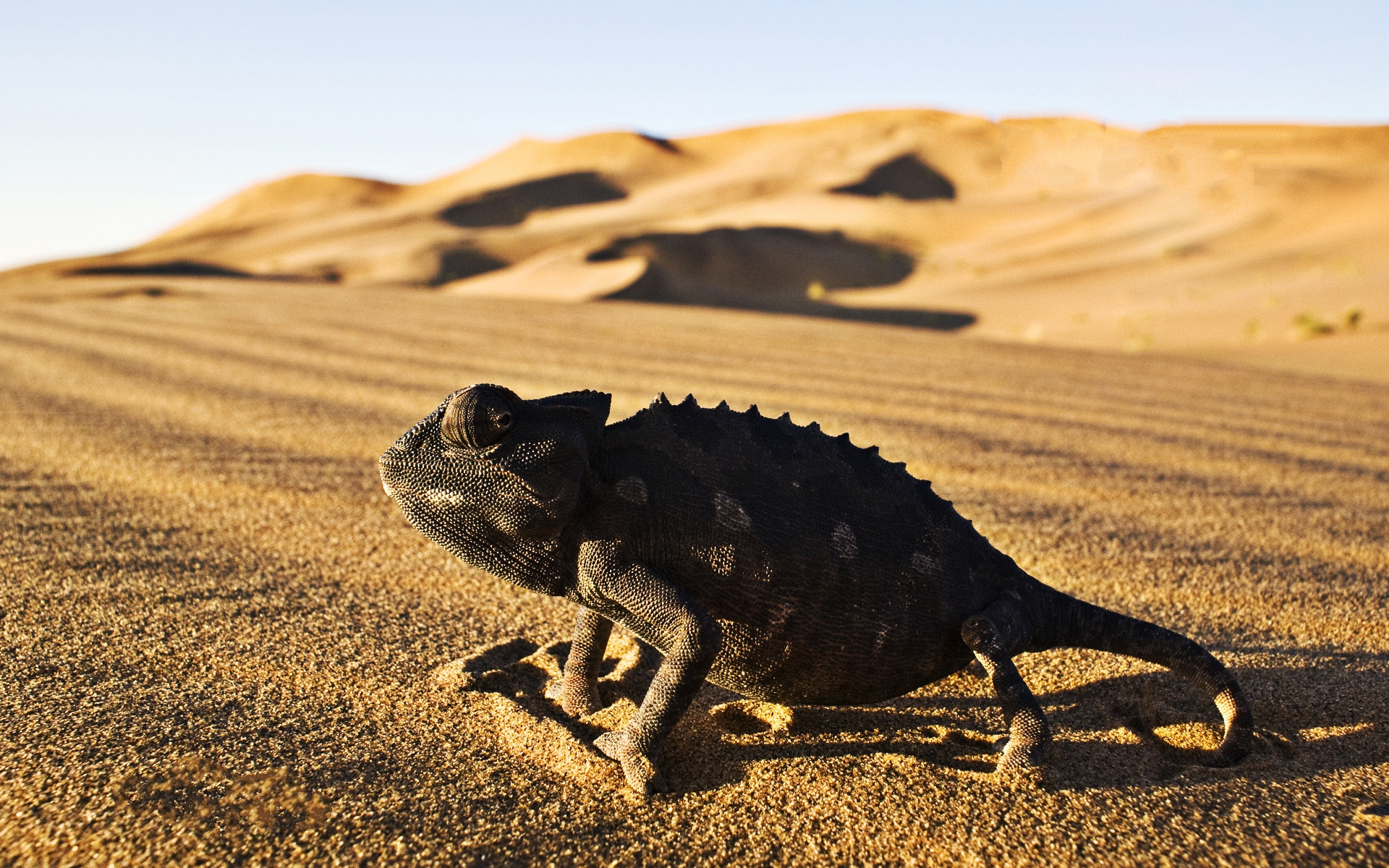 Chameleon on sand dunes HD Wallpaper