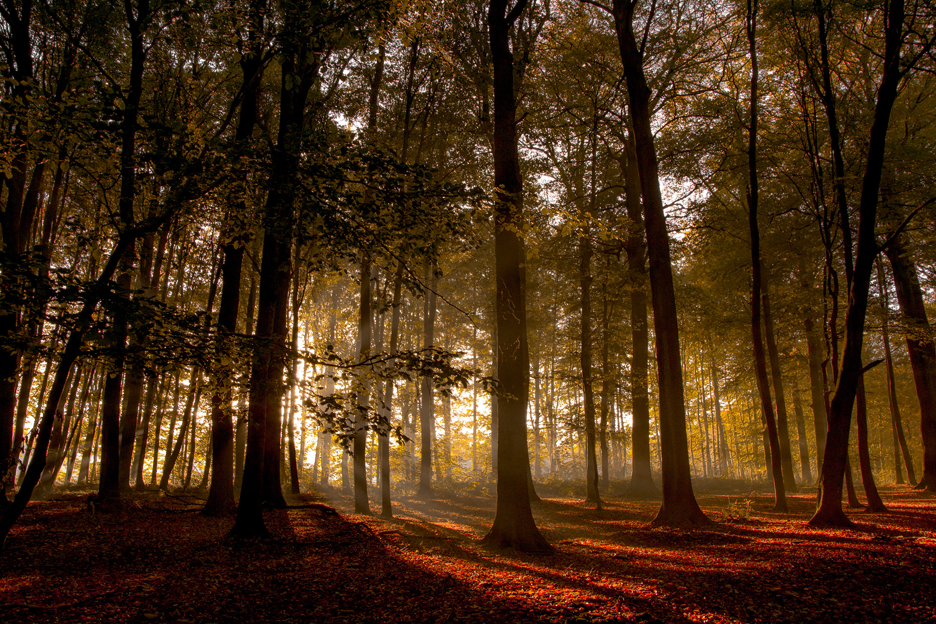 Sunlight filtering through trees in a forest HD Wallpaper