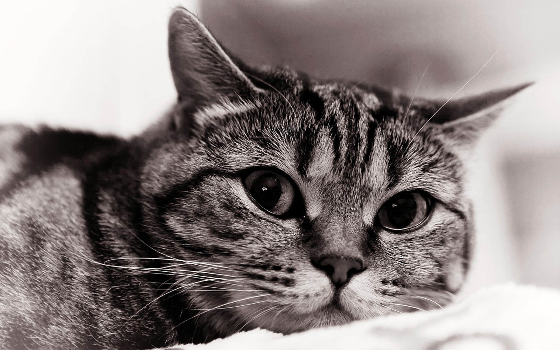 Close-up of a tabby cat's face HD Wallpaper