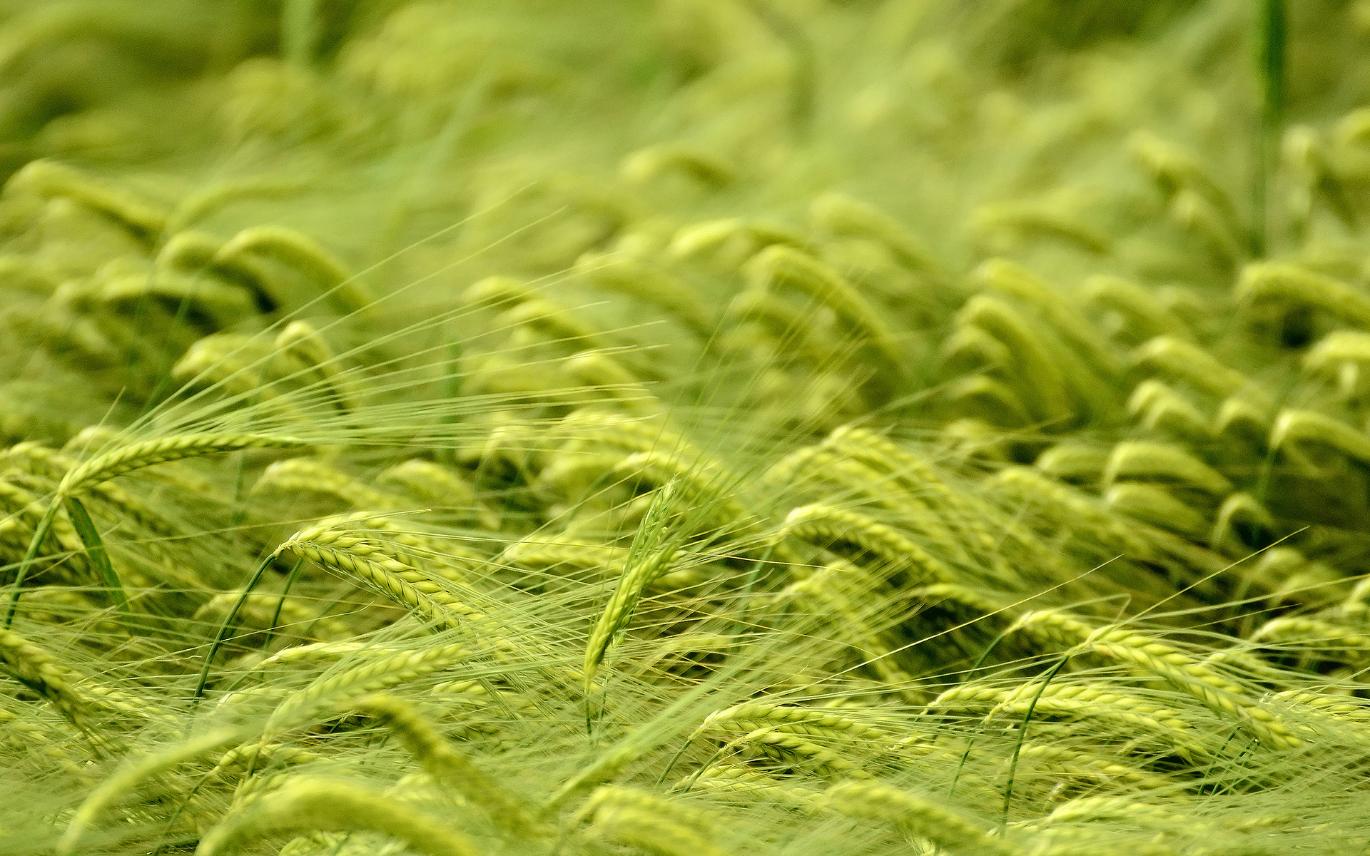Green wheat field blowing in the wind HD Wallpaper