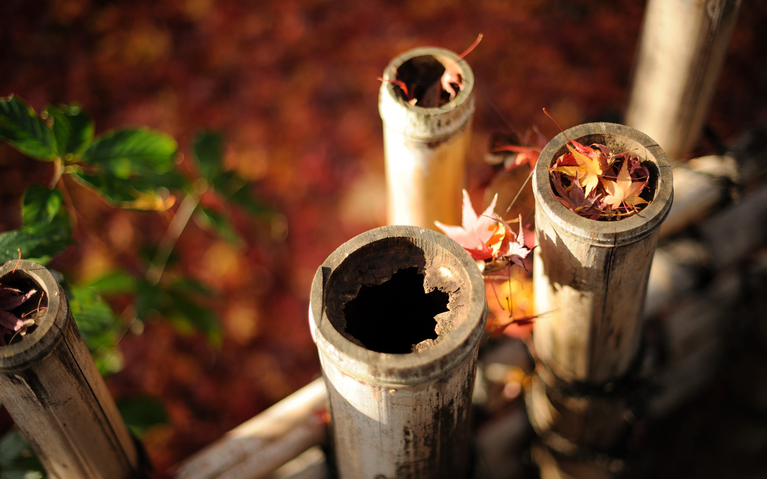 Bamboo fence with fallen autumn leaves HD Wallpaper