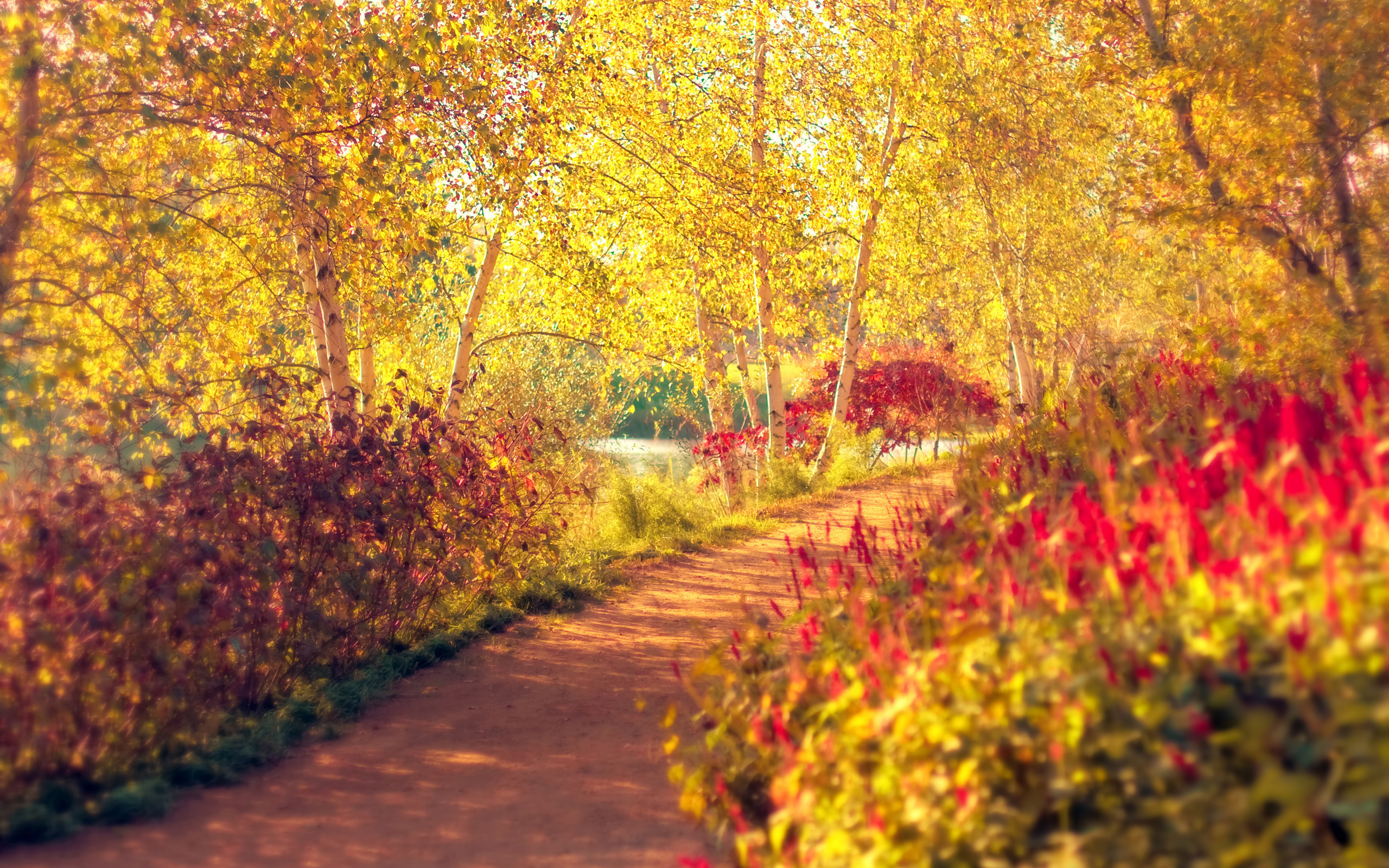Autumn path with yellow trees and red flowers HD Wallpaper