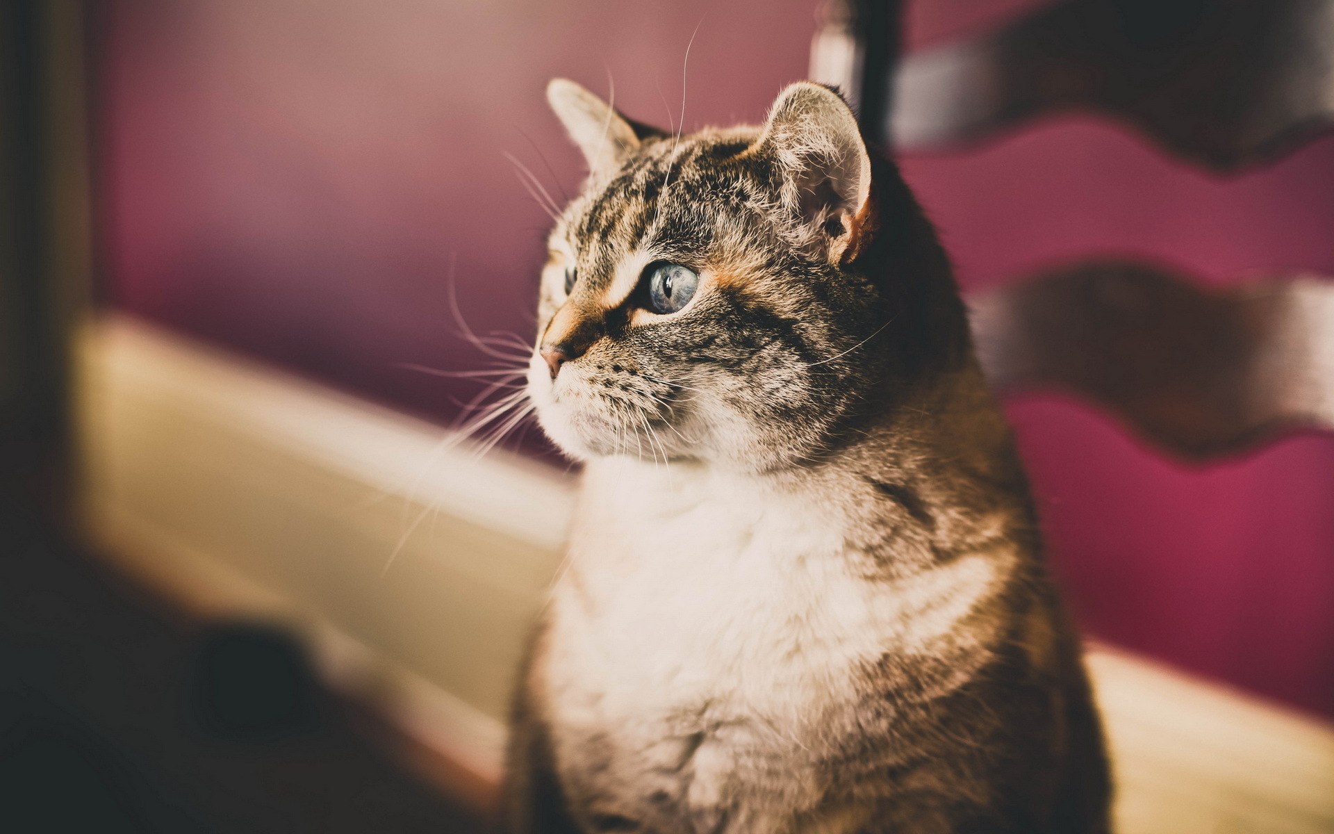 Tabby cat with blue eyes HD Wallpaper