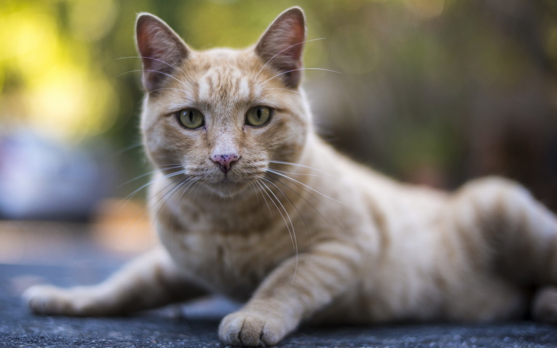 Orange tabby cat lying down outdoors HD Wallpaper