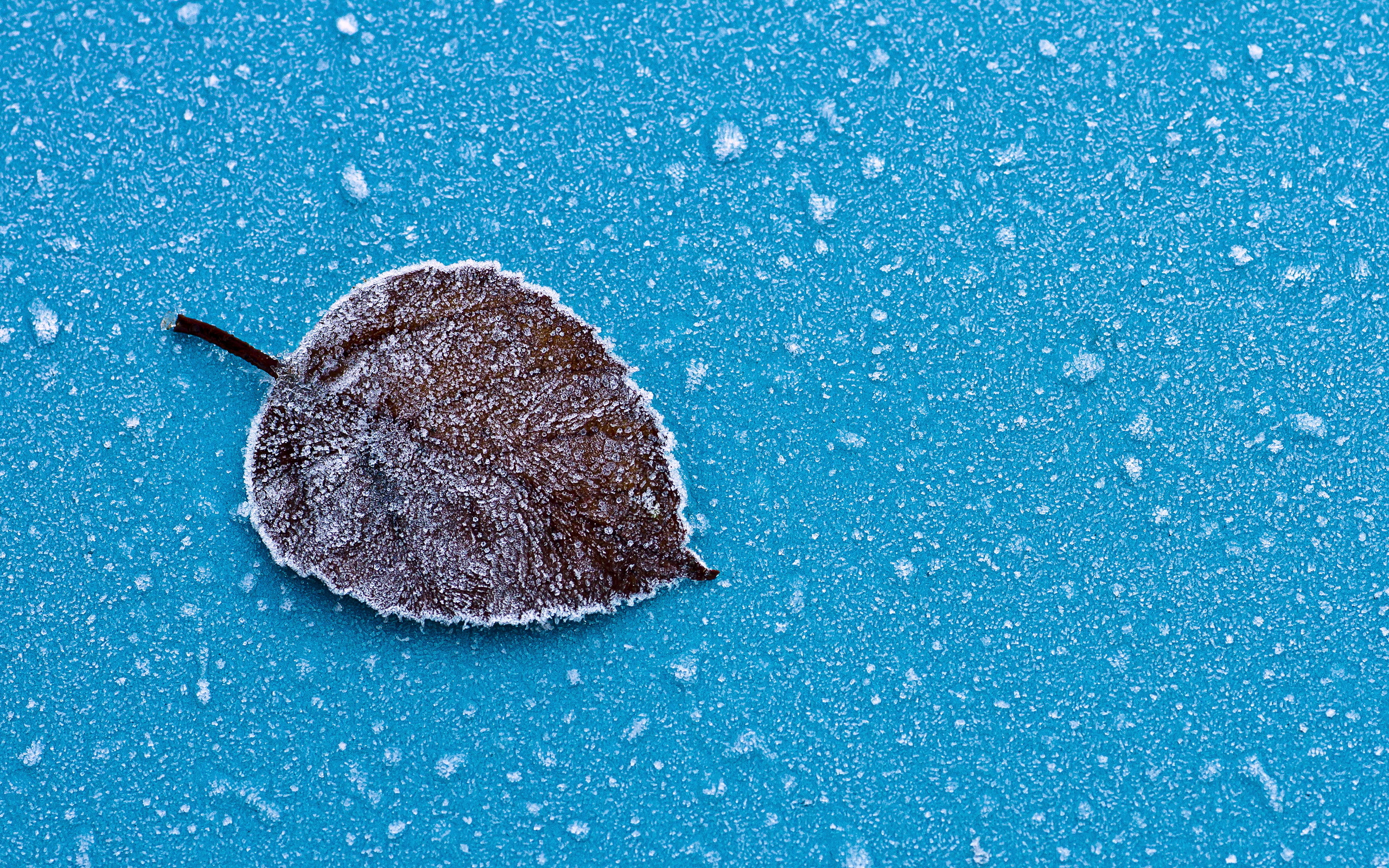 Frozen leaf on blue surface HD Wallpaper