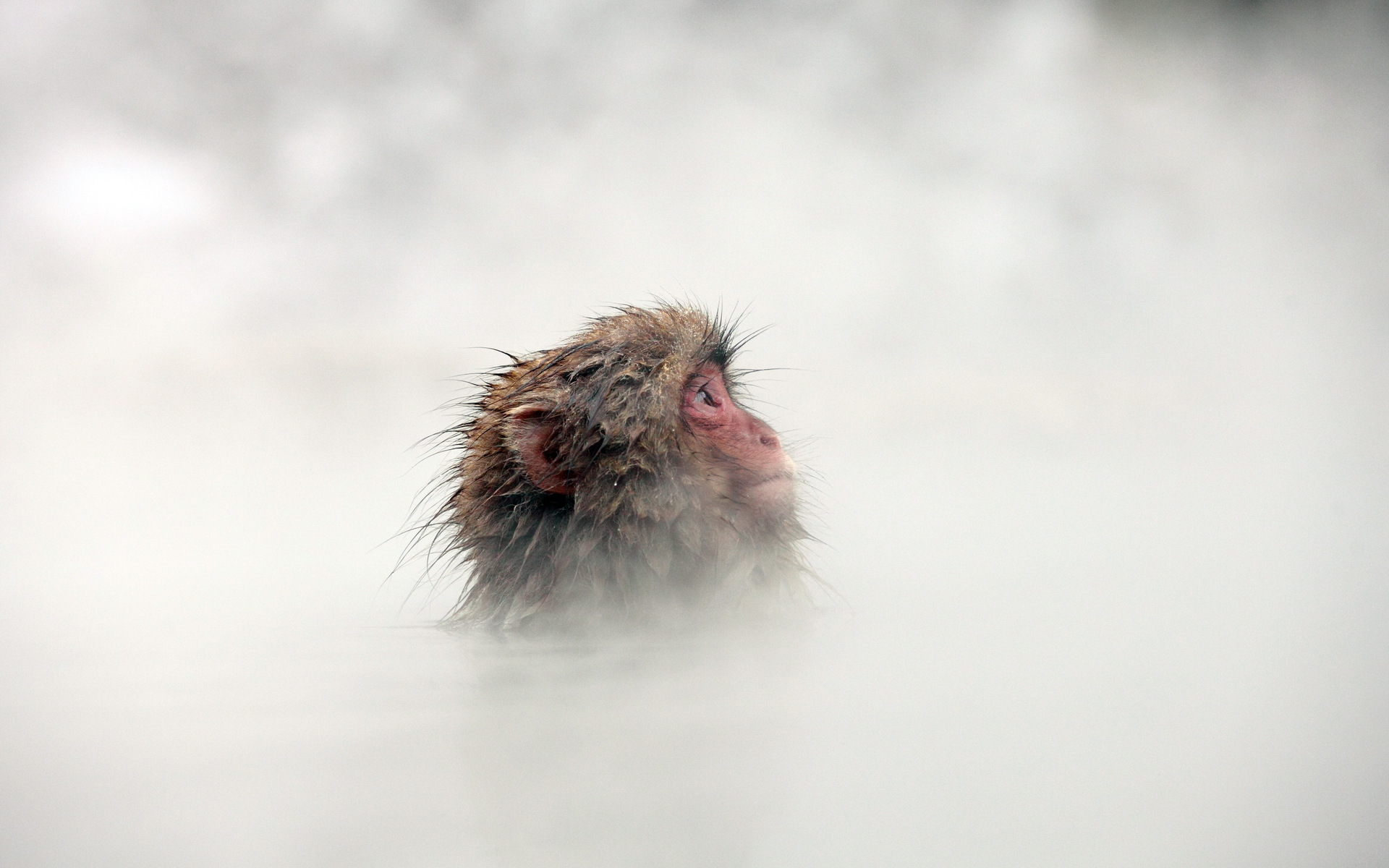 Monkey in steam HD Wallpaper