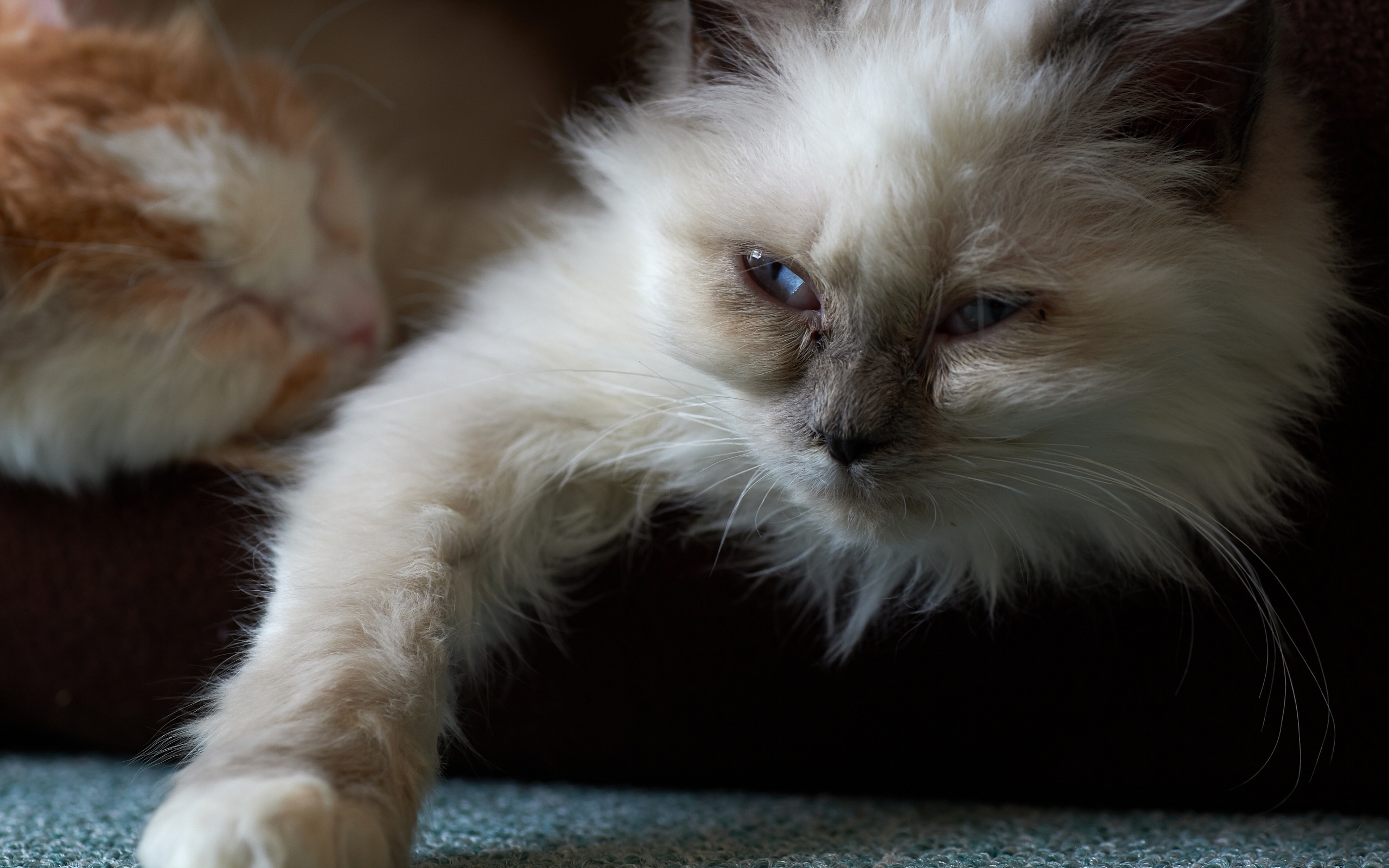 Two cats resting, one with blue eyes HD Wallpaper