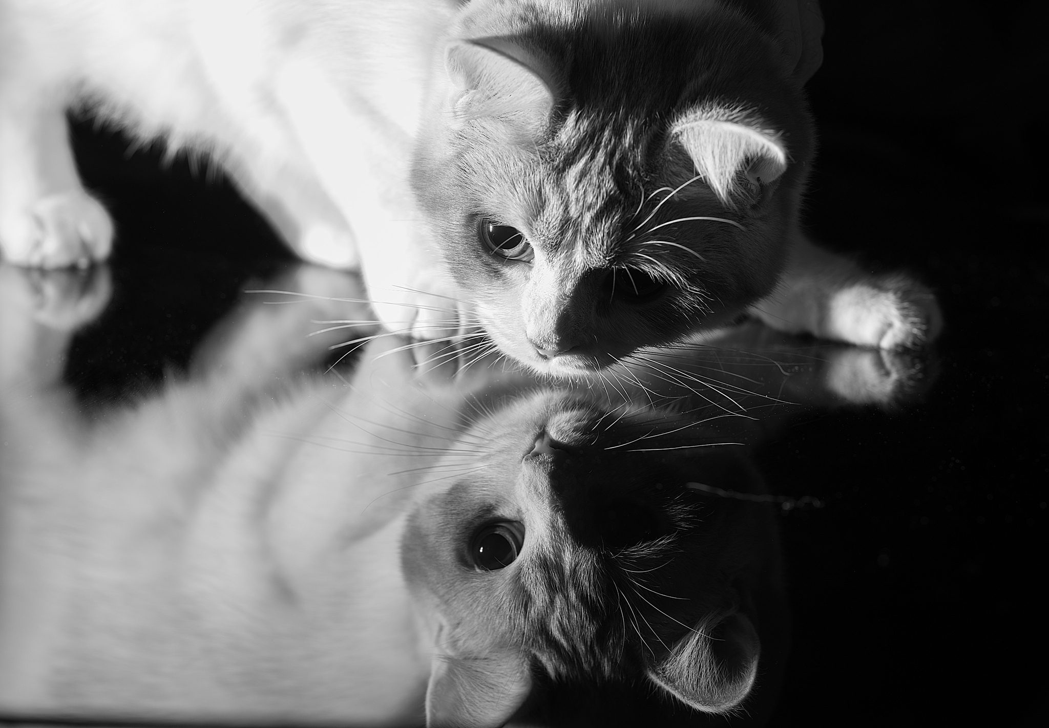 Black and white cat reflection HD Wallpaper