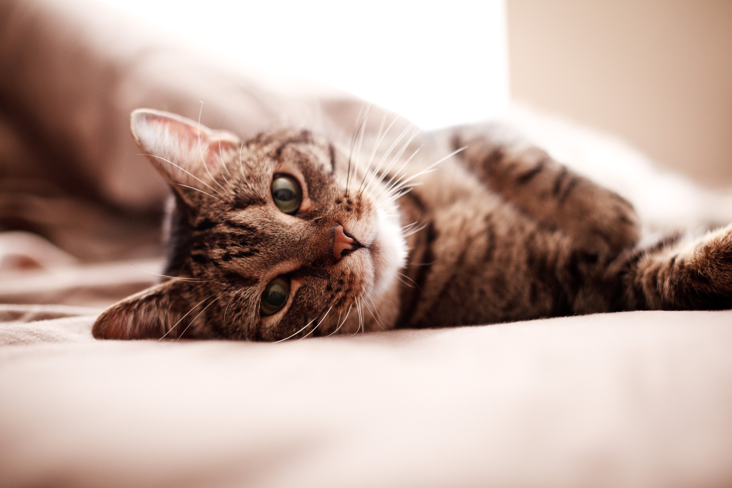 Tabby cat lying on a soft surface HD Wallpaper