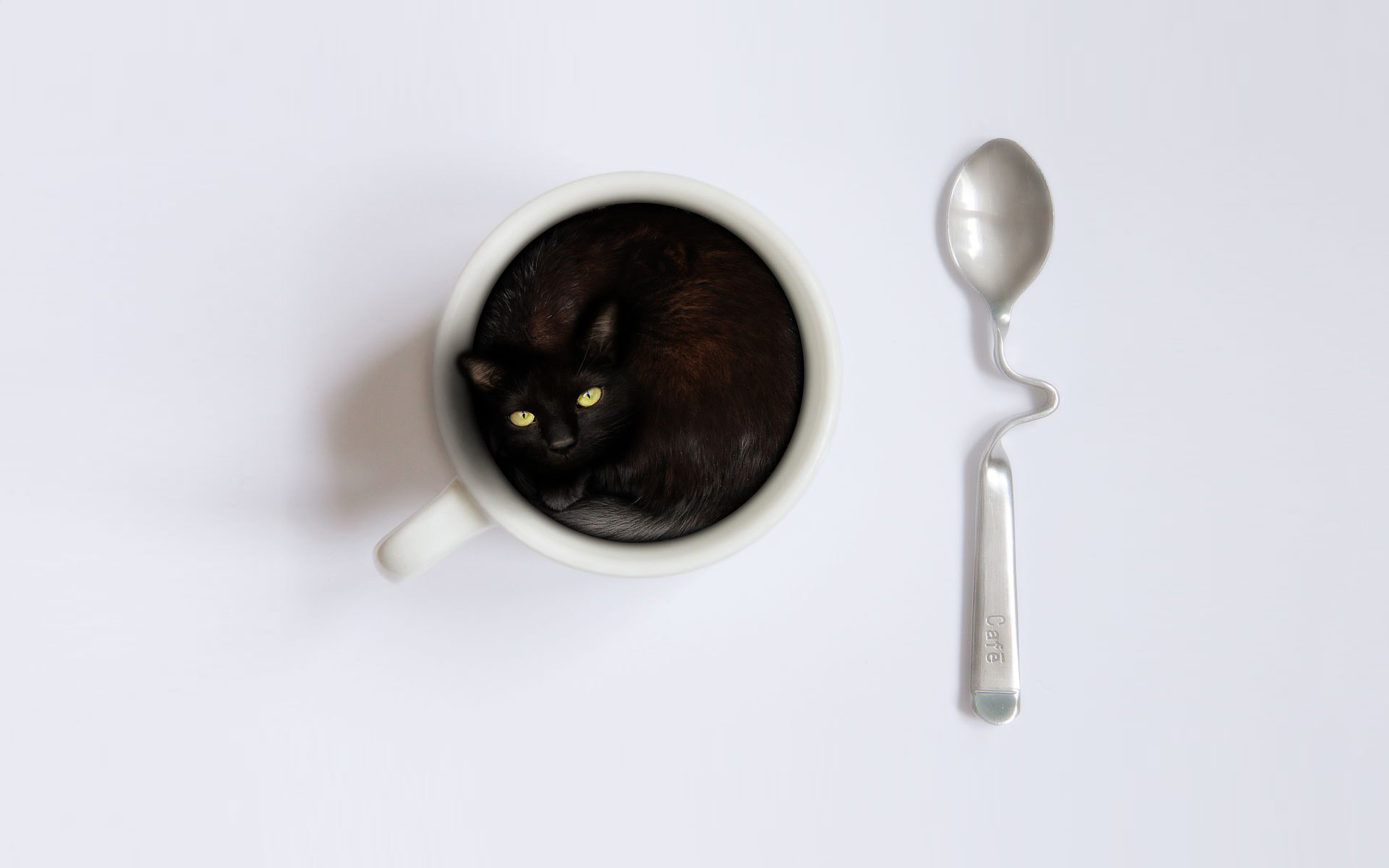 Black cat in a coffee cup with a spoon HD Wallpaper