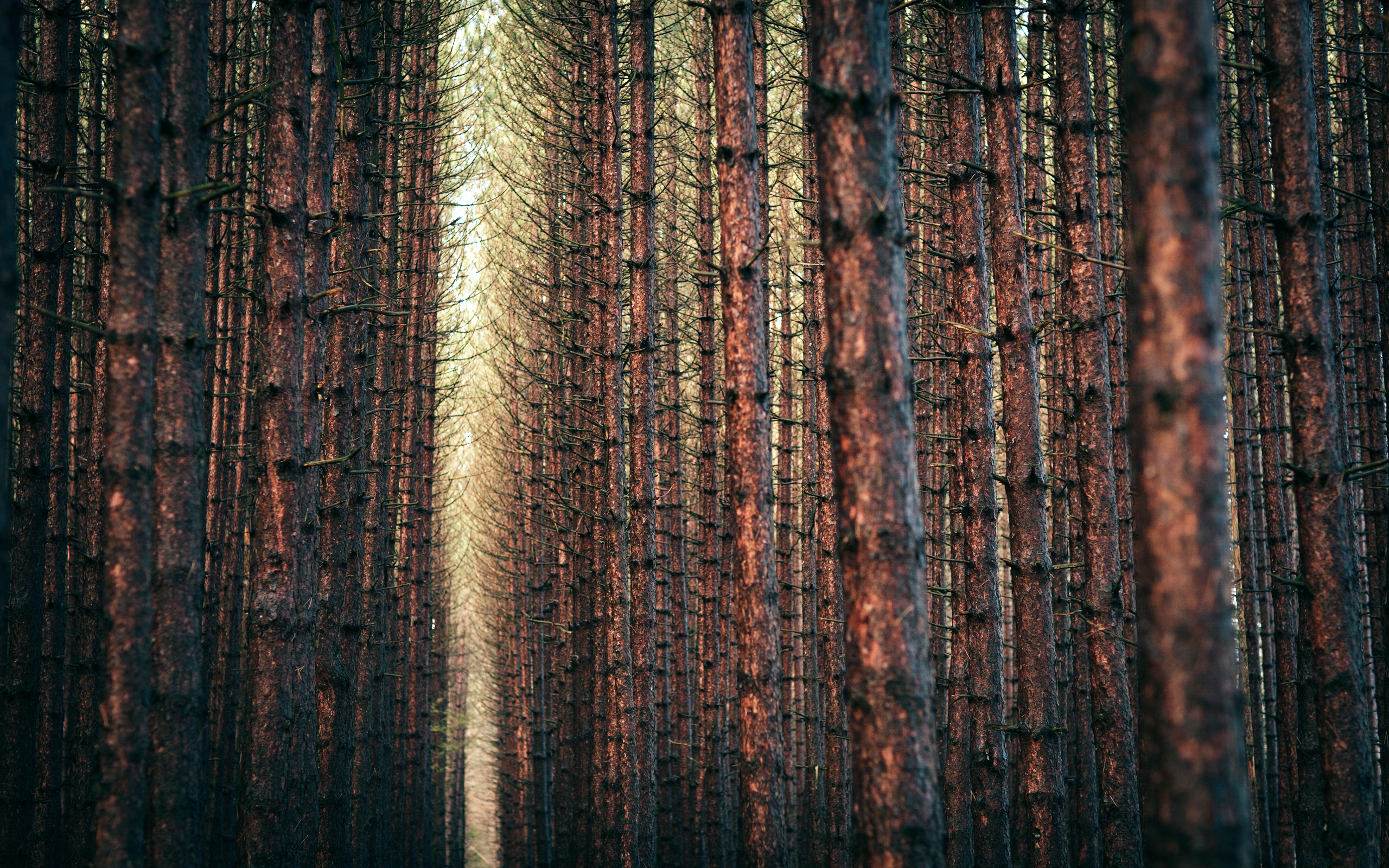 Dense forest with tall pine trees HD Wallpaper