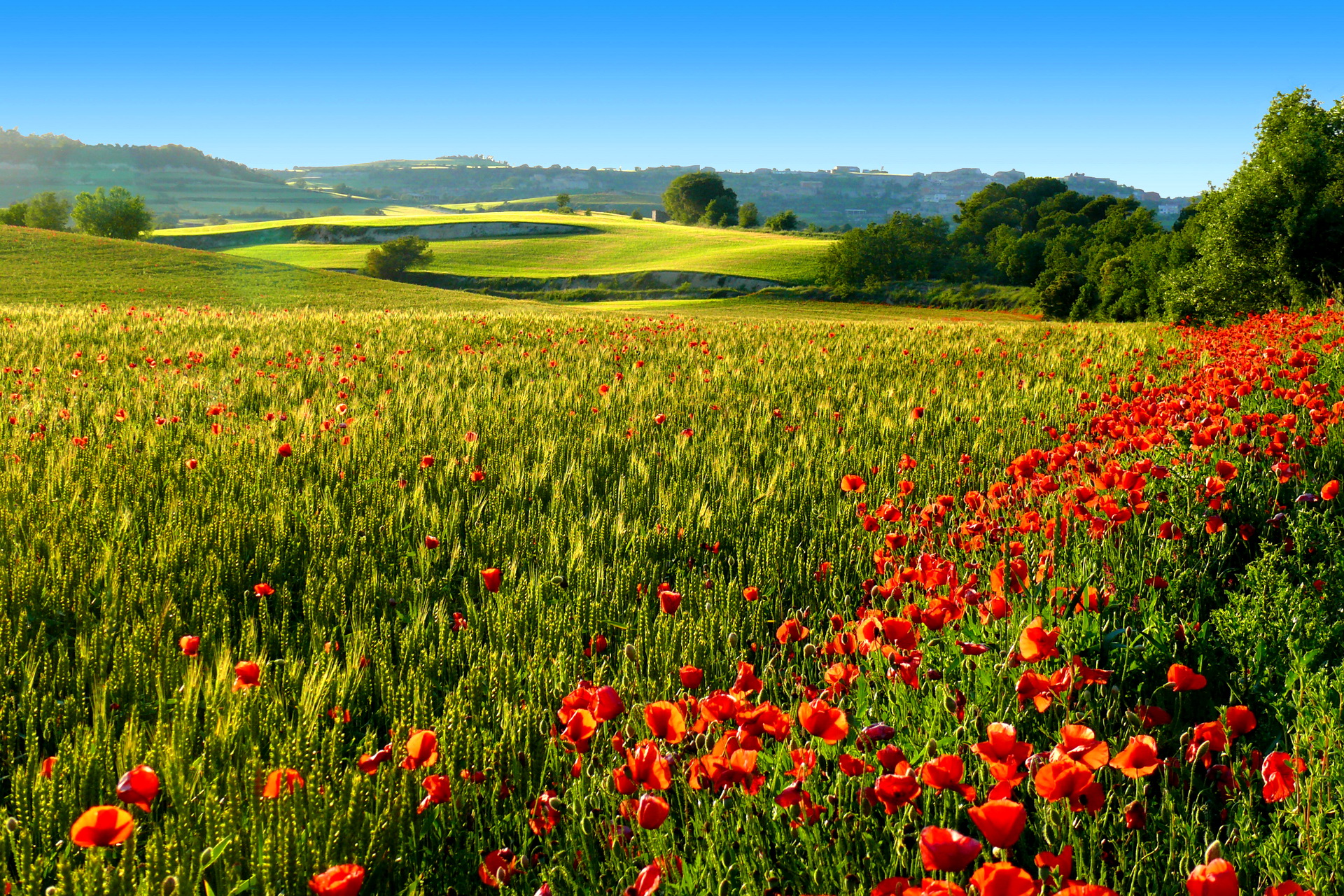 Field of poppies and wheat under a blue sky HD Wallpaper