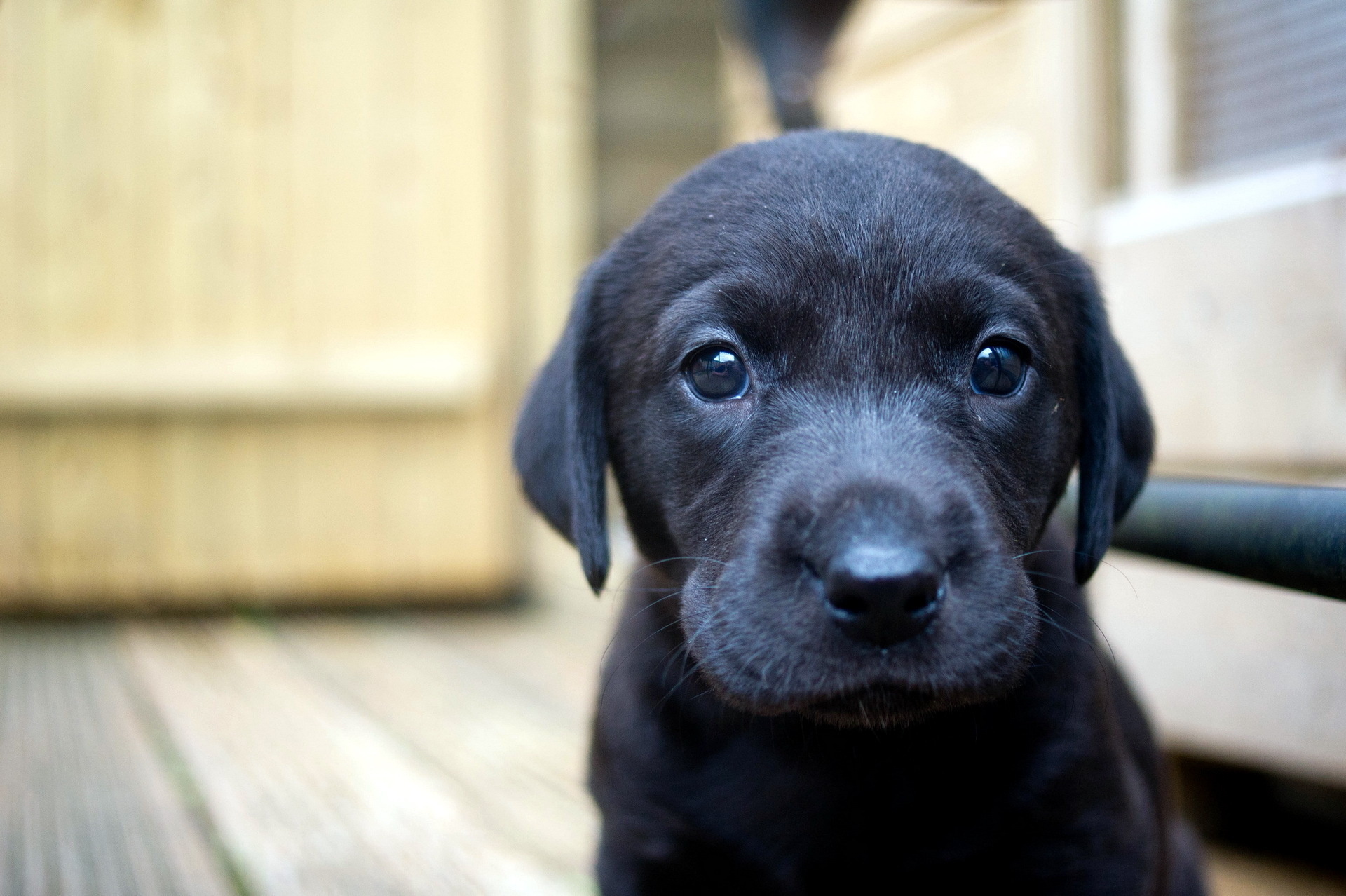 Black Labrador puppy sitting on a wooden deck HD Wallpaper