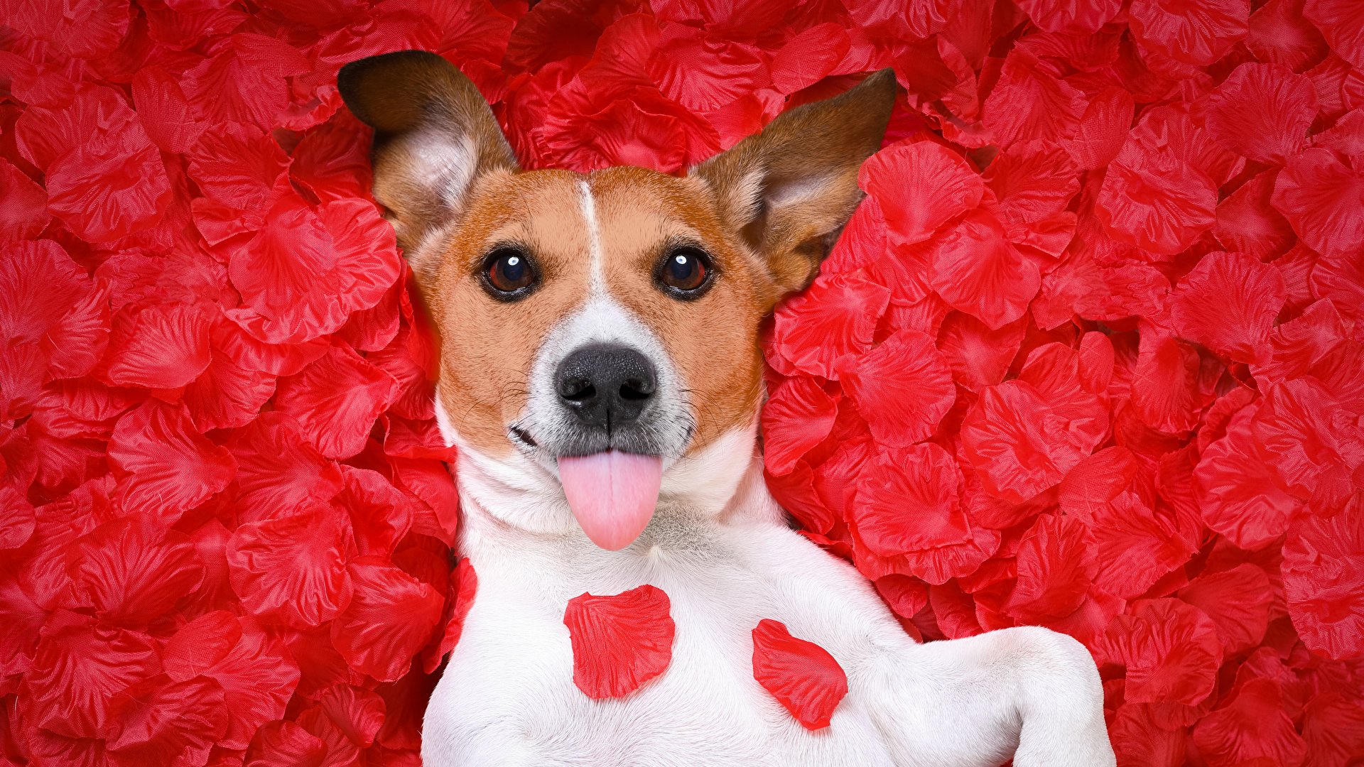 Jack Russell Terrier Dog with Red Petals HD Wallpaper