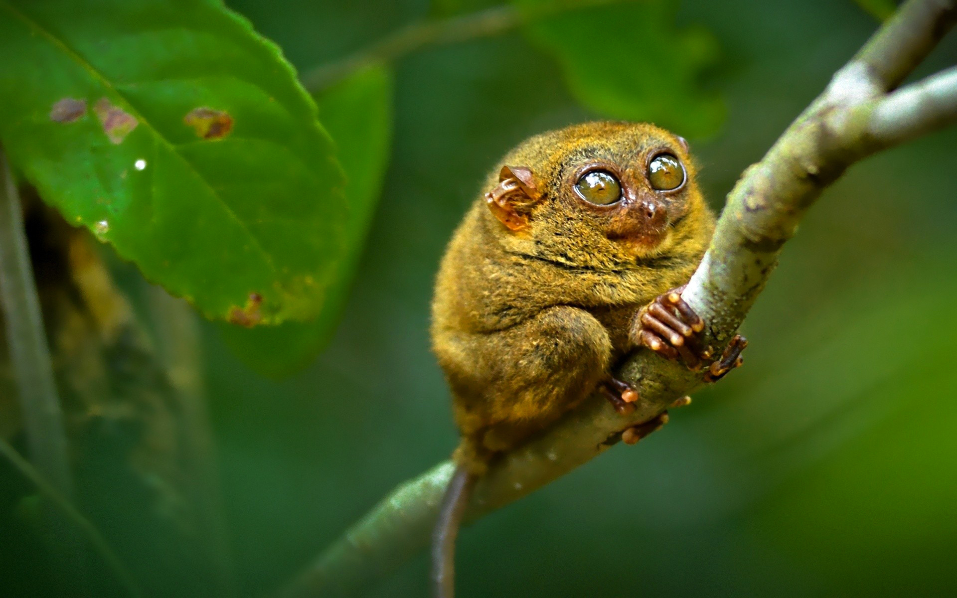 Tarsier clinging to a tree branch HD Wallpaper