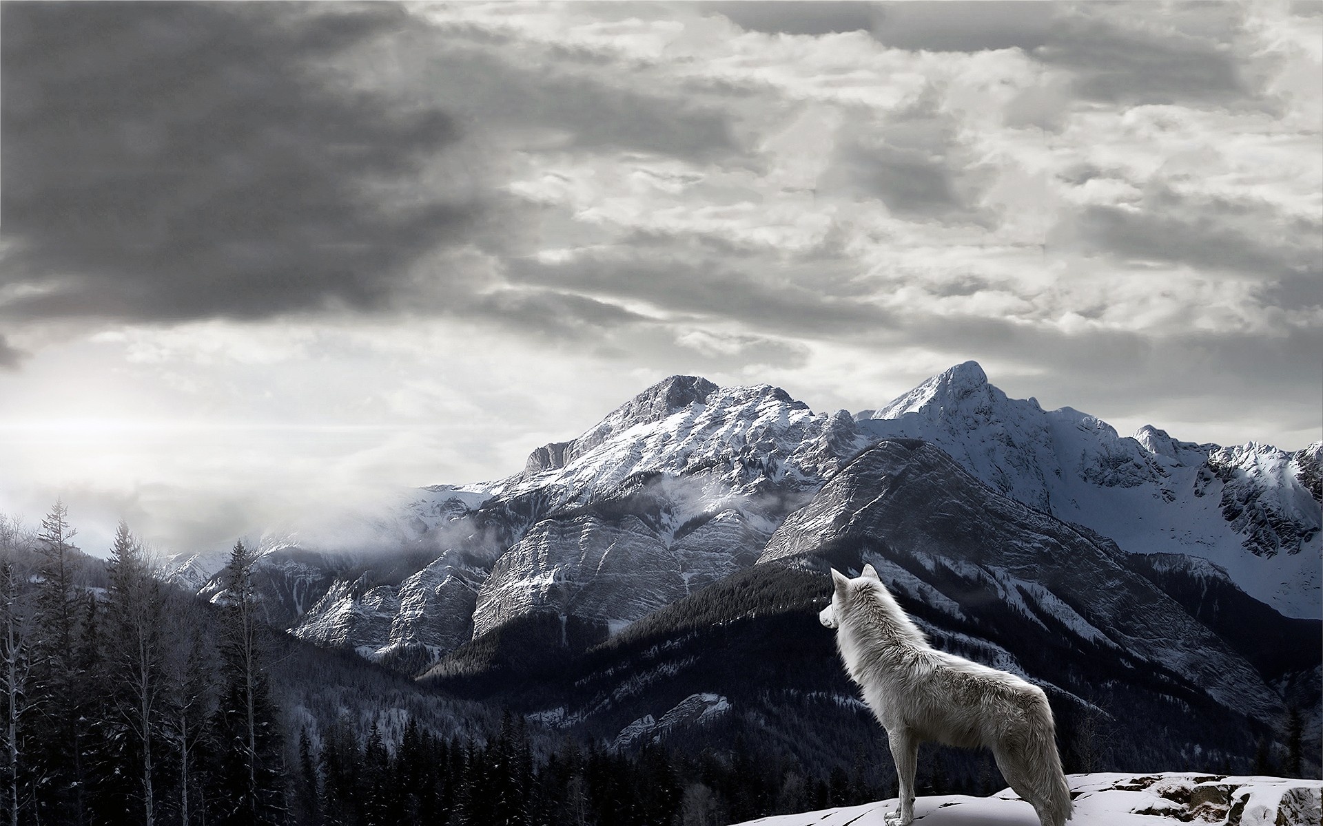 White wolf on a snowy mountain overlooking a forest HD Wallpaper