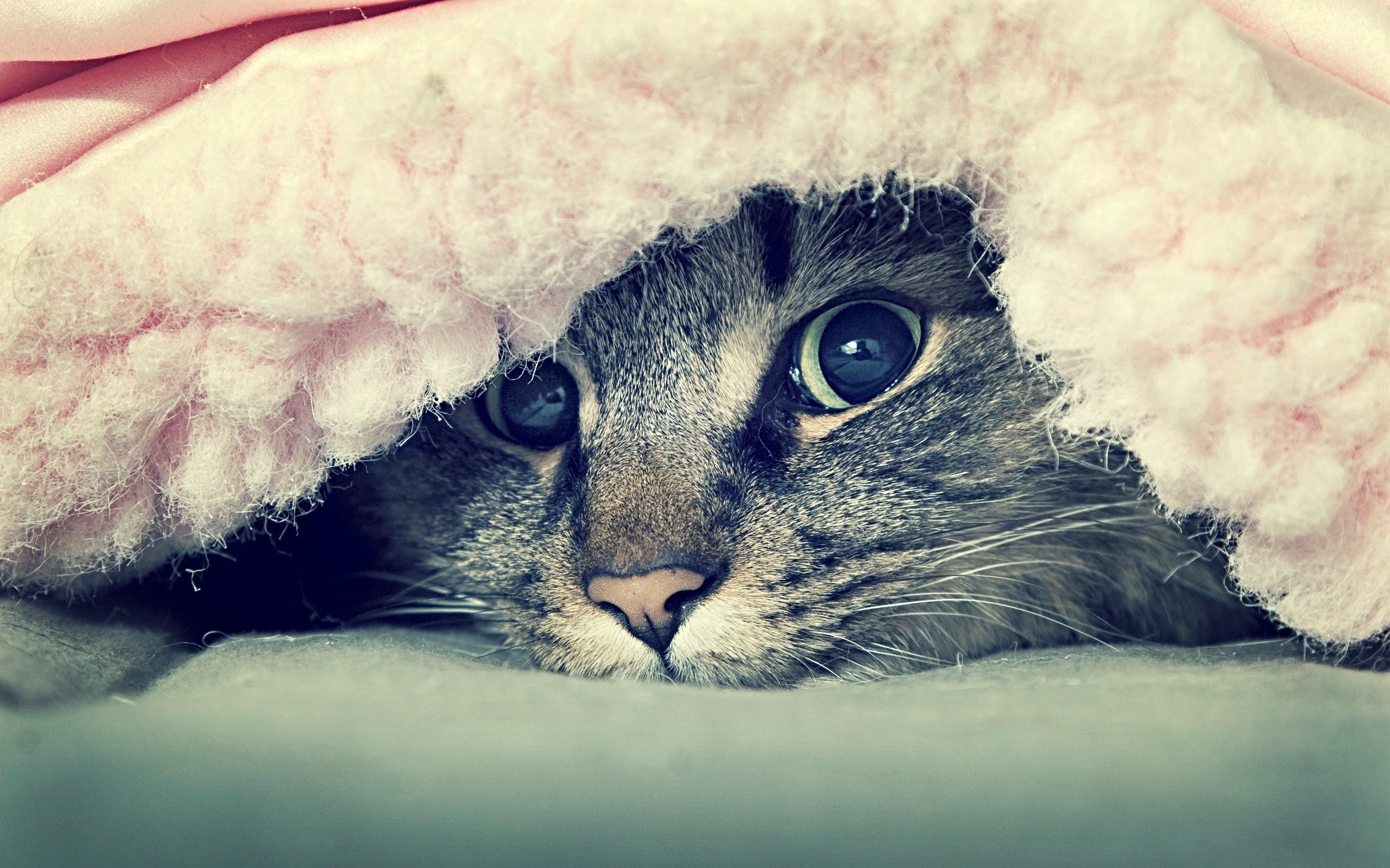 Close-up of a tabby cat peeking from under a pink blanket HD Wallpaper