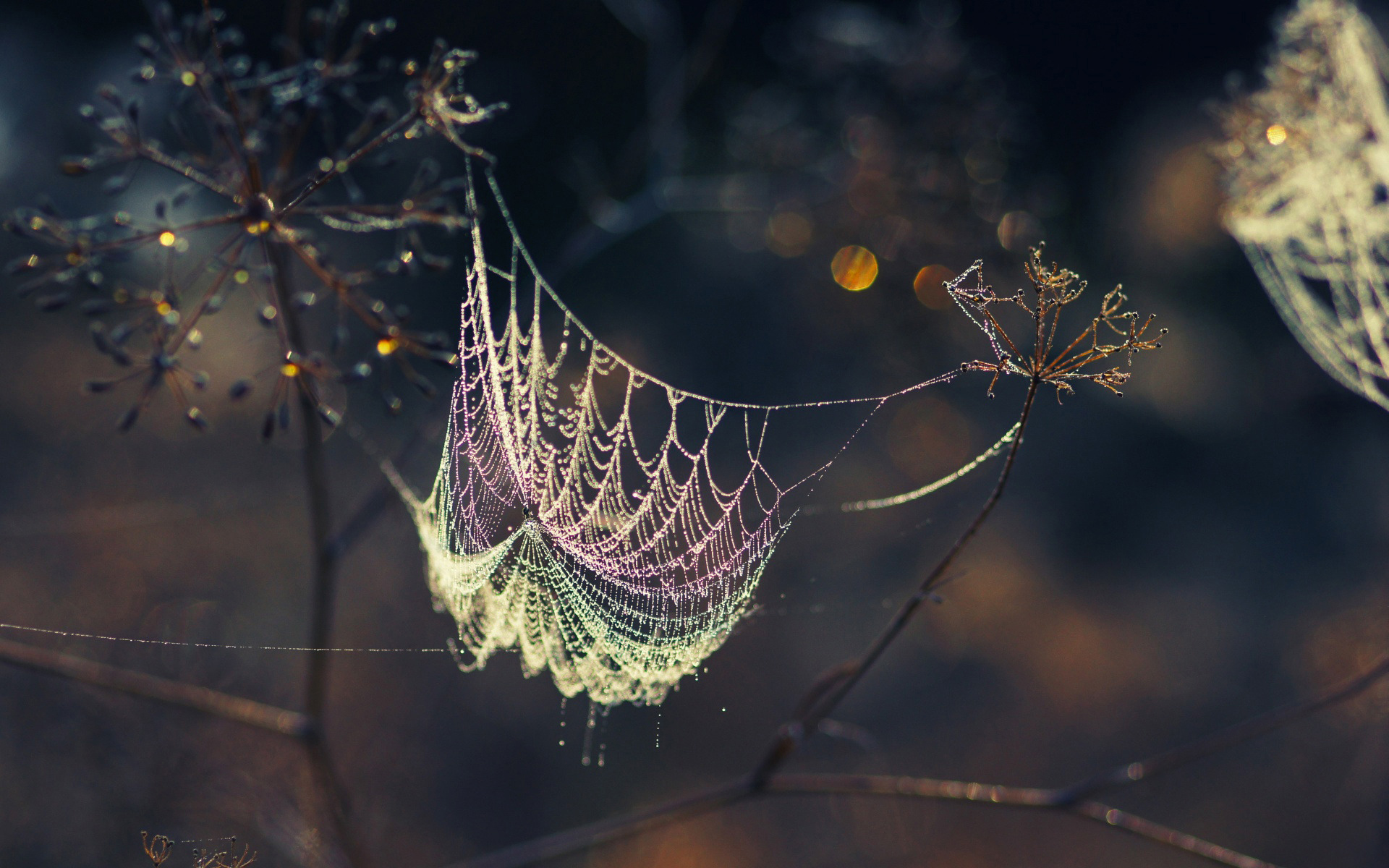 Dewdrops on a spider web with bokeh HD Wallpaper
