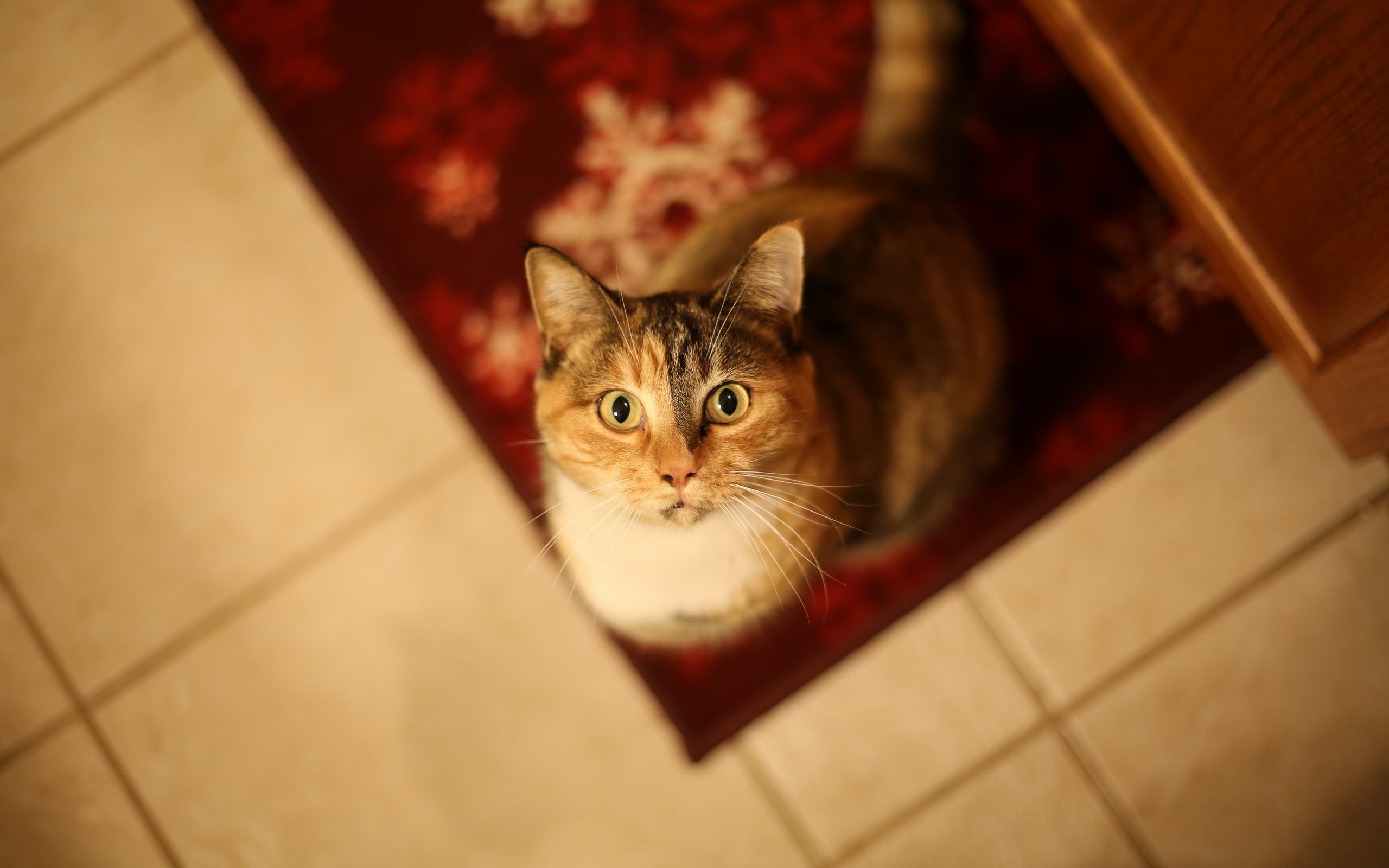 Calico cat looking up from a rug HD Wallpaper