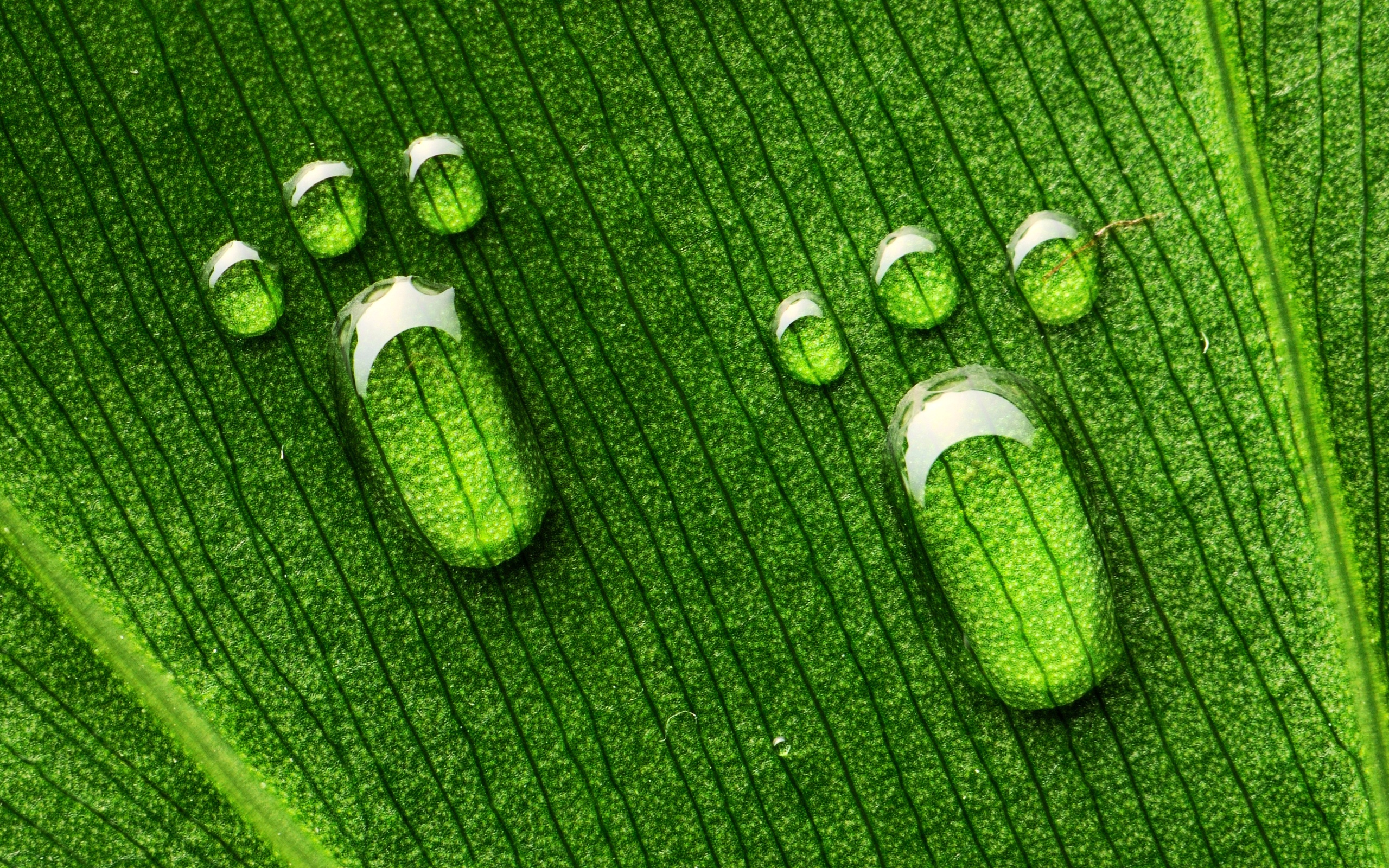 Water droplets on a green leaf HD Wallpaper