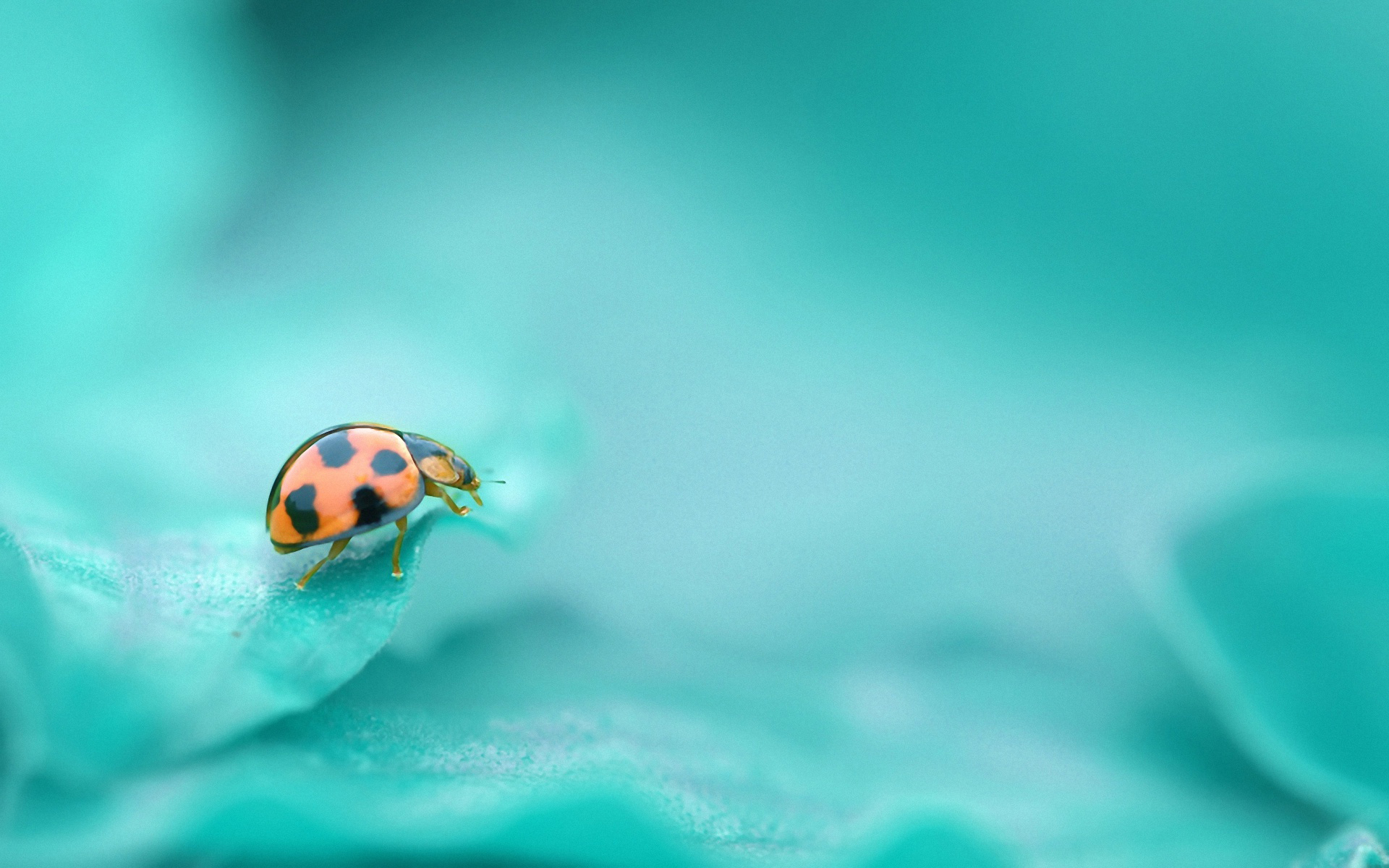 Ladybug on a teal leaf with depth of field HD Wallpaper