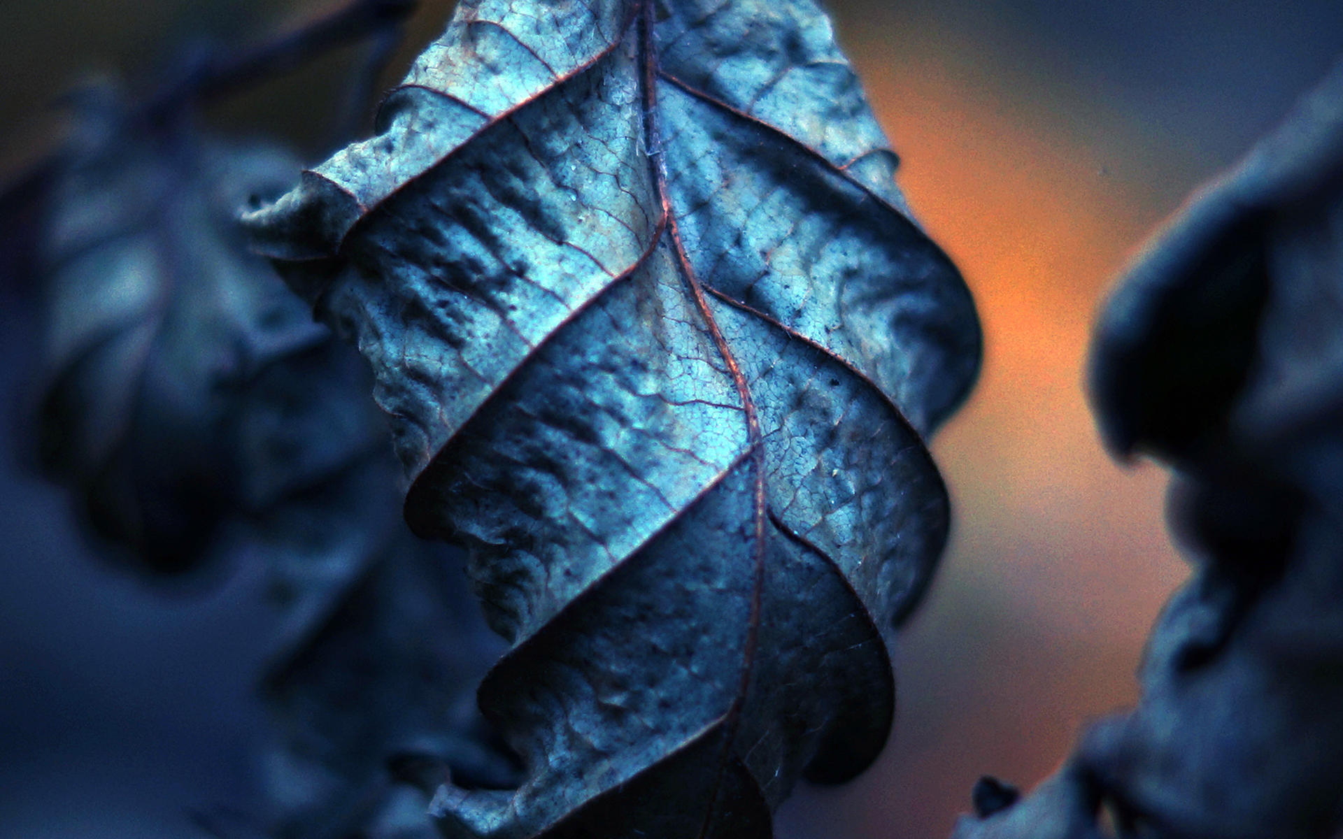 Close-up of a dry, blue-tinted leaf HD Wallpaper