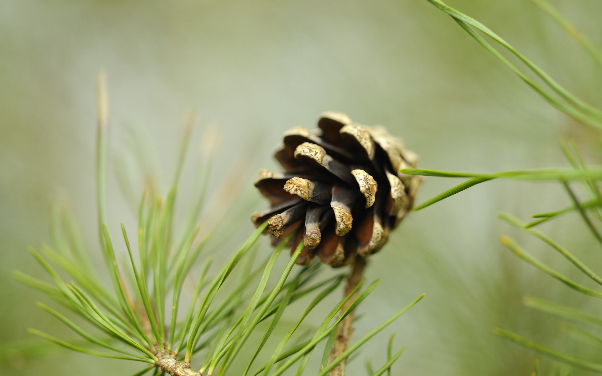 Pine cone on a pine tree branch HD Wallpaper