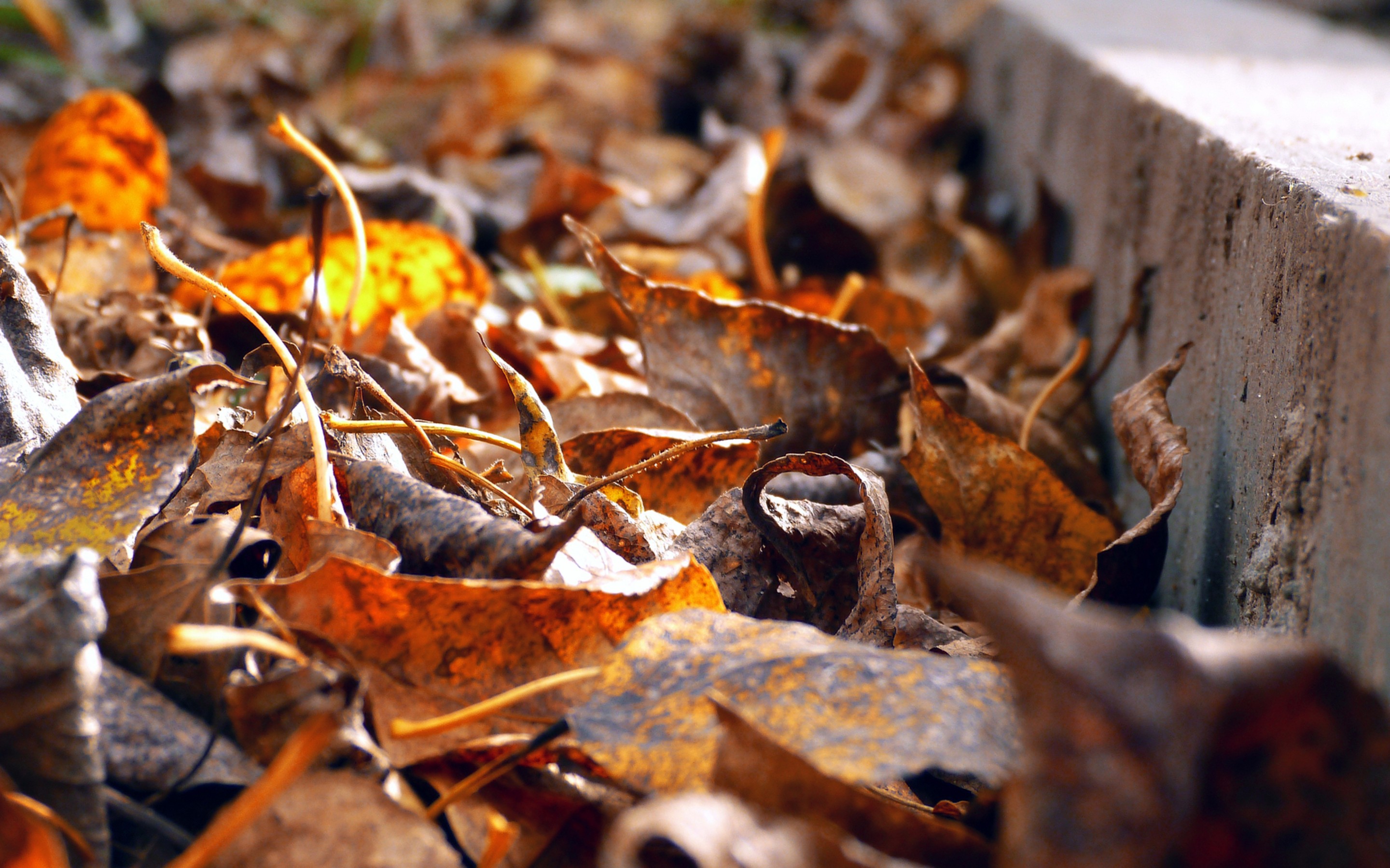 Fallen autumn leaves on the ground near a concrete curb HD Wallpaper
