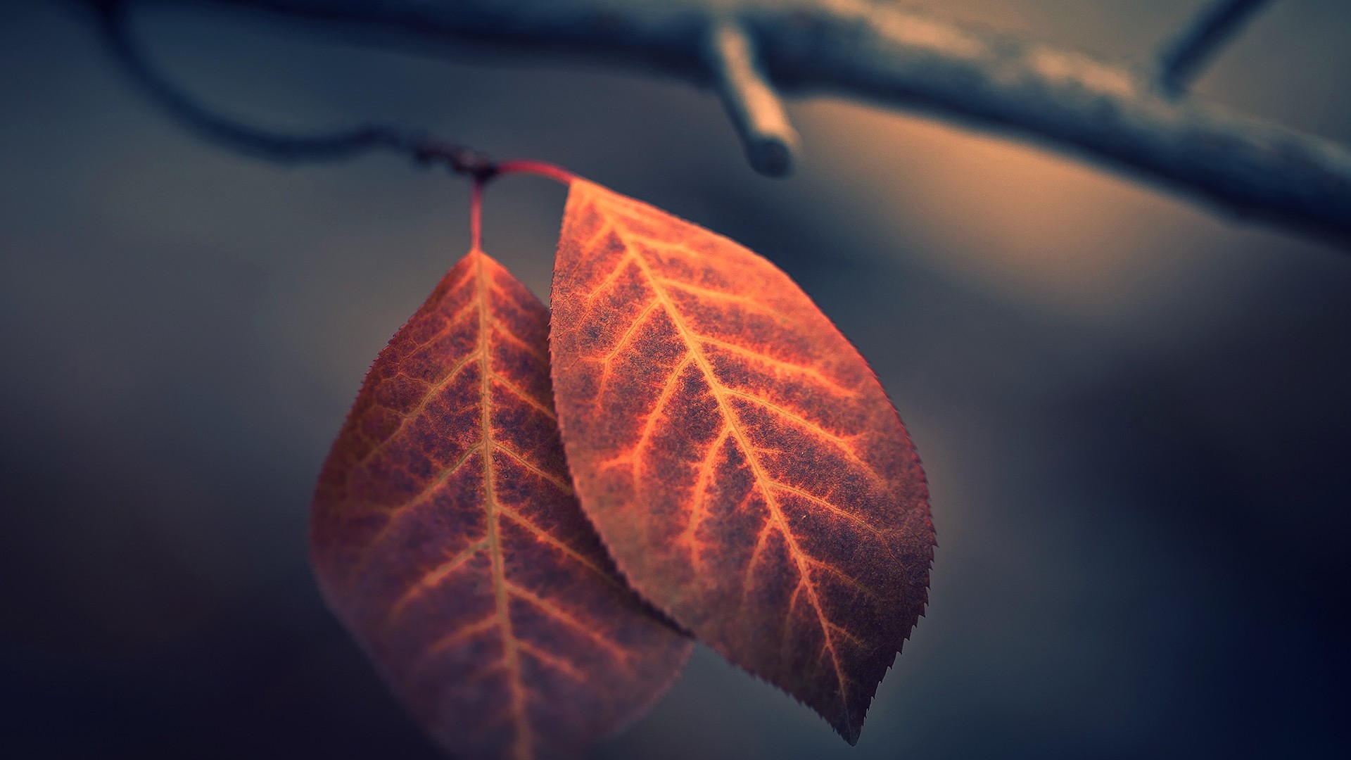 Macro shot of two autumn leaves on a branch HD Wallpaper