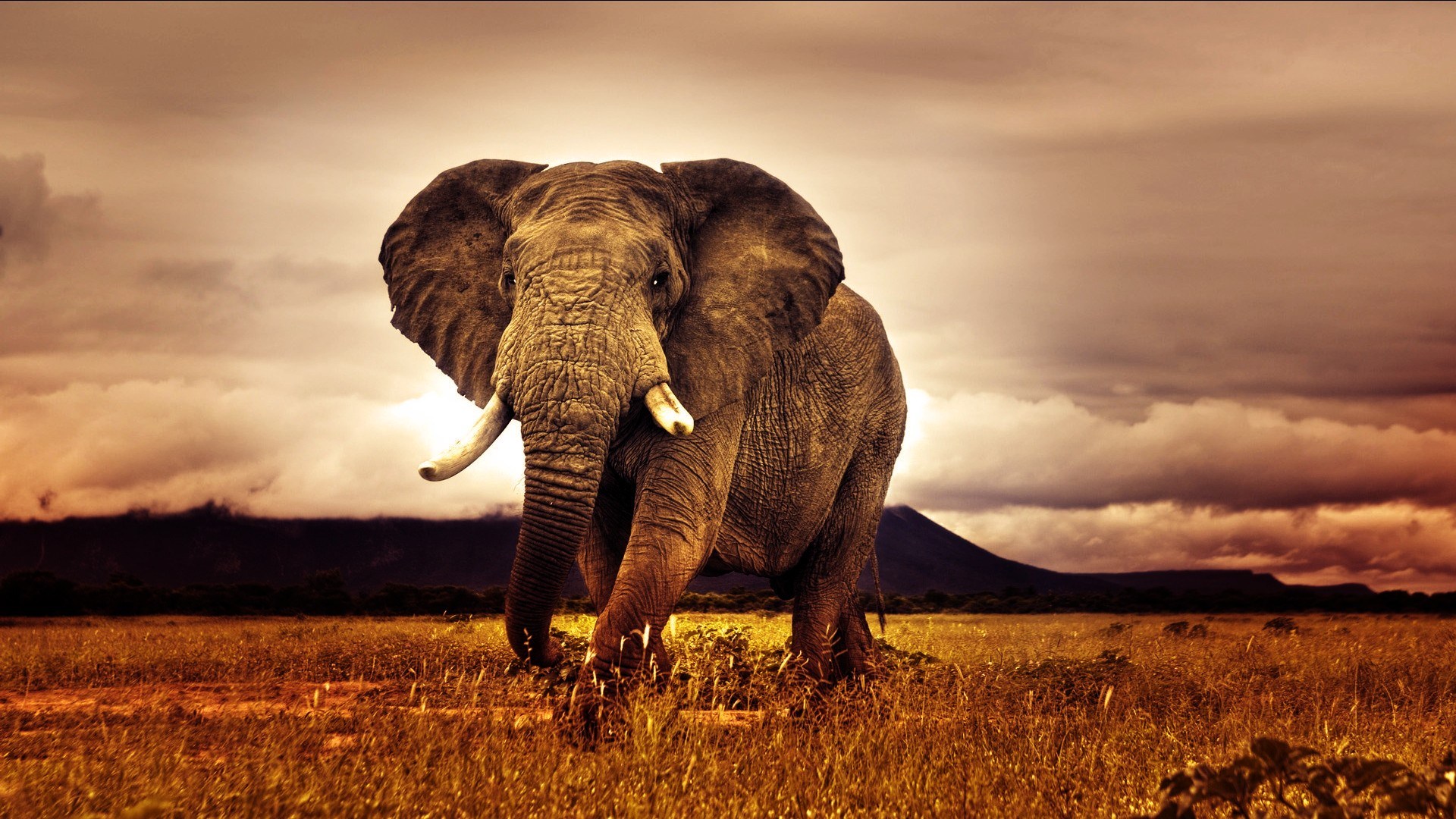 Elephant in a field HD Wallpaper