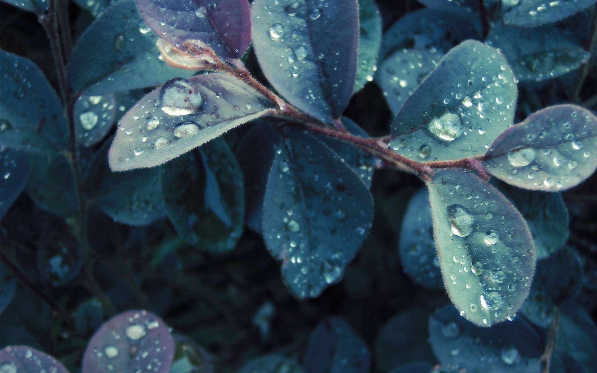 Close-up of wet leaves with water droplets HD Wallpaper