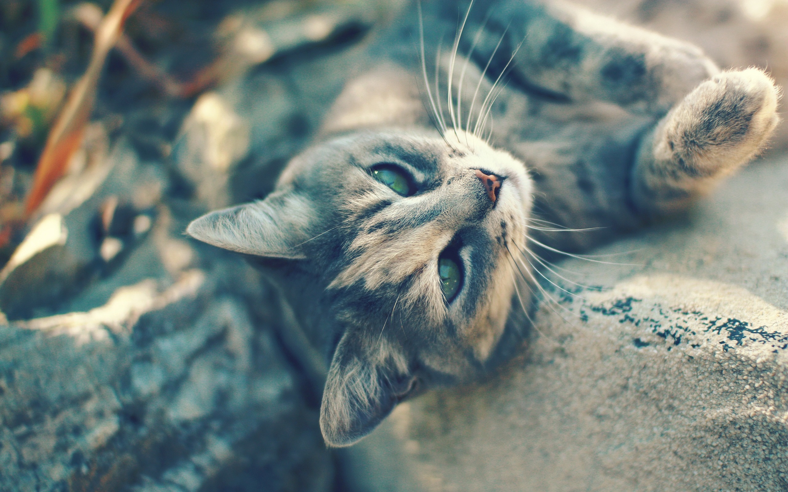 Tabby cat with green eyes lying on rocks HD Wallpaper